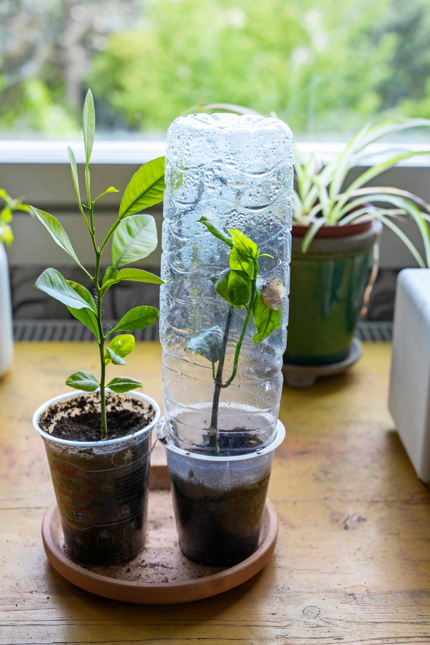mini greenhouse from a plastic bottle