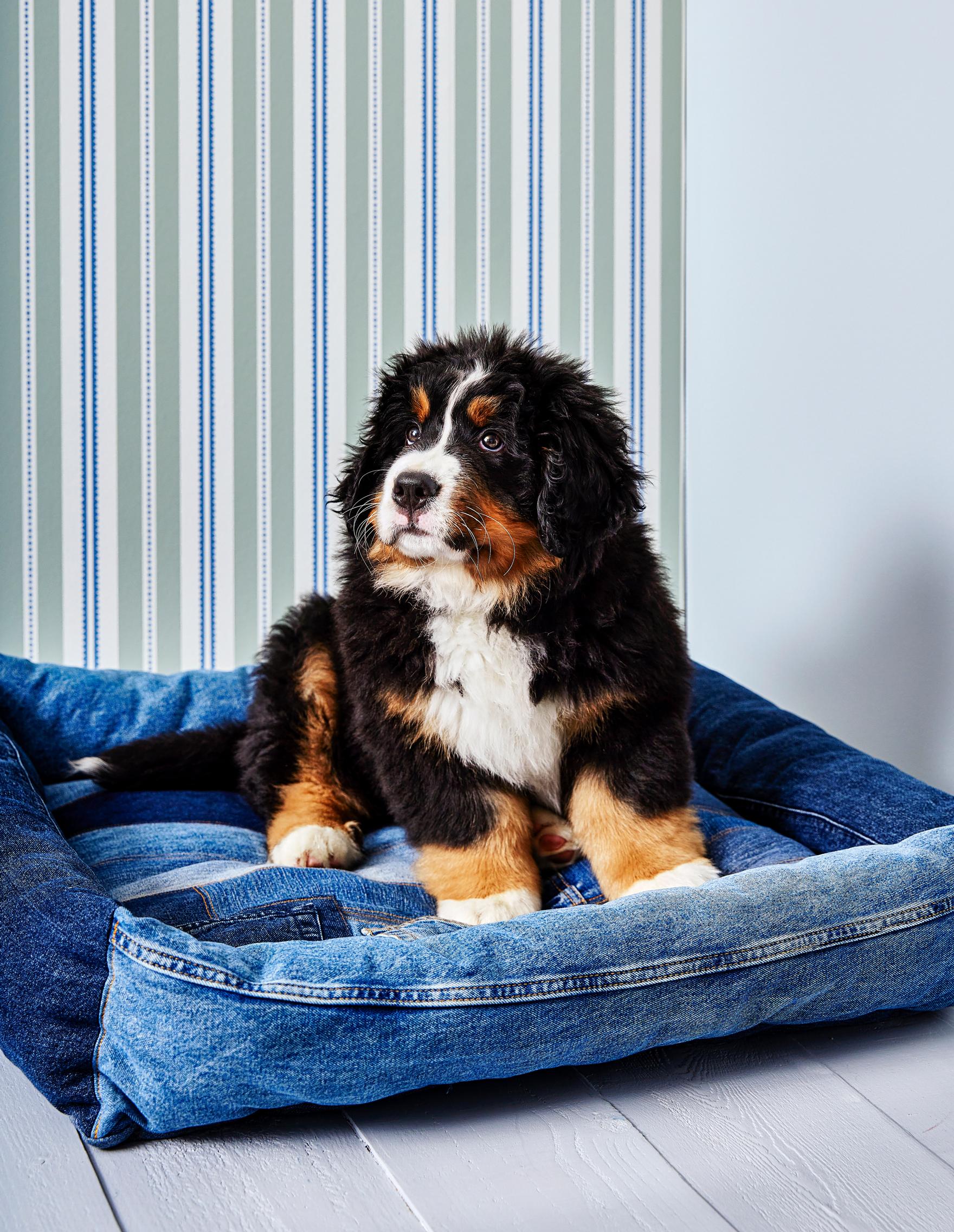 A puppy in the finished bed.
