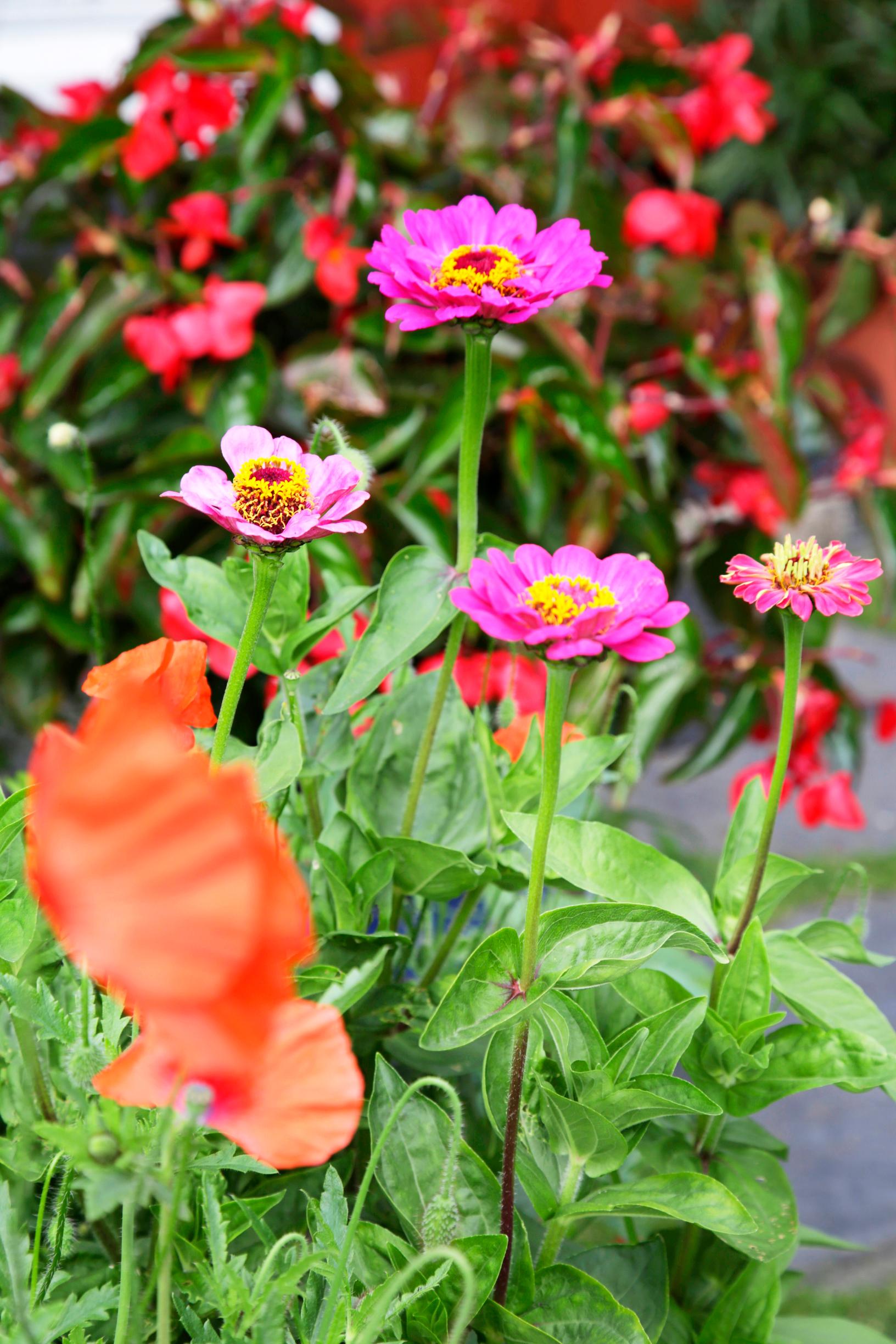 Flowers for sunny areas: Zinnia