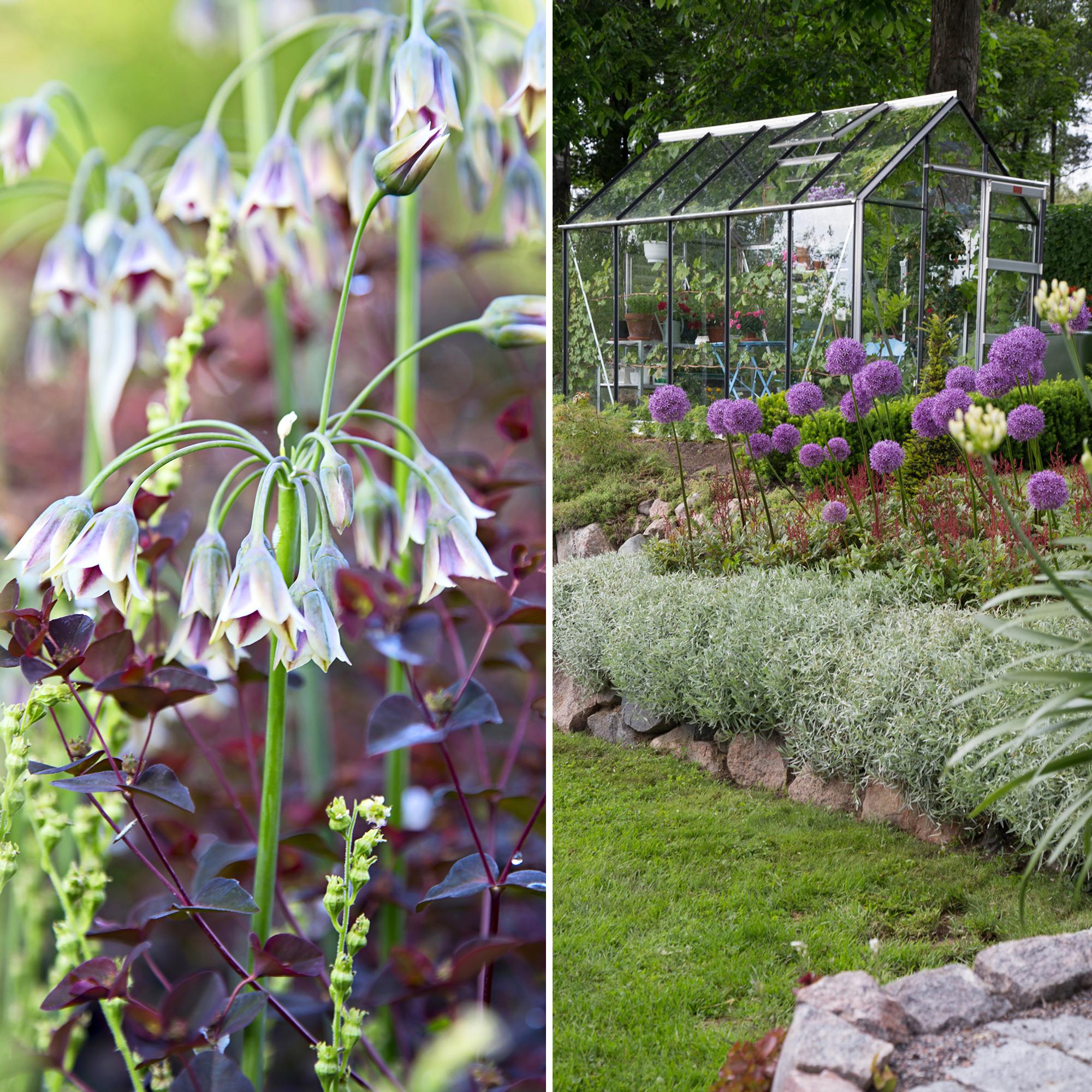 How to hide leaves, handle voles, and pot your alliums: 7 common questions answered