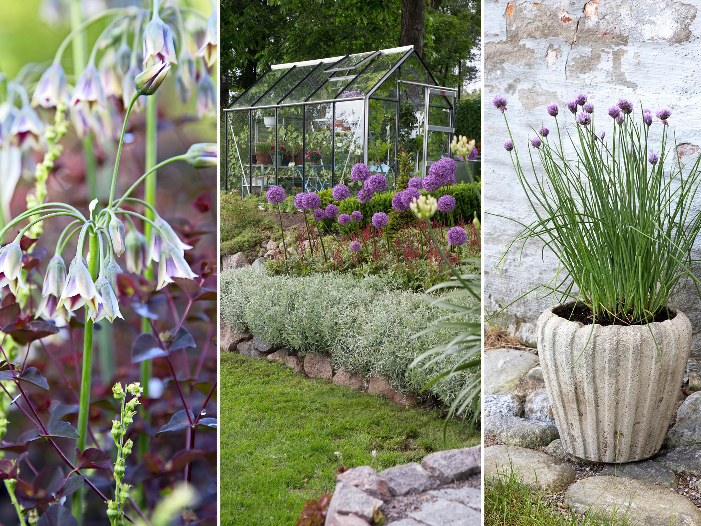 How to hide leaves, handle voles, and pot your alliums: 7 common questions answered