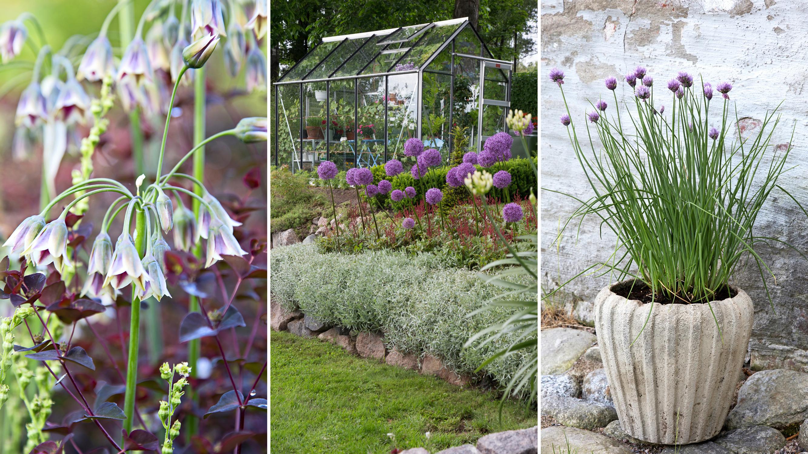 How to hide leaves, handle voles, and pot your alliums: 7 common questions answered