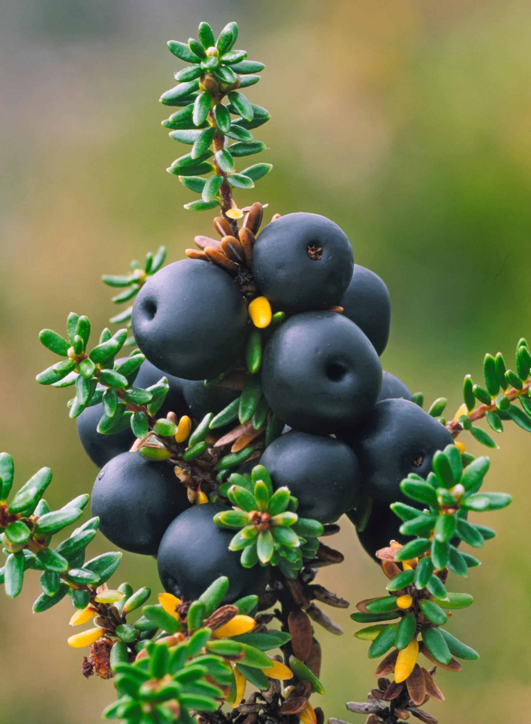 Ripe crowberries