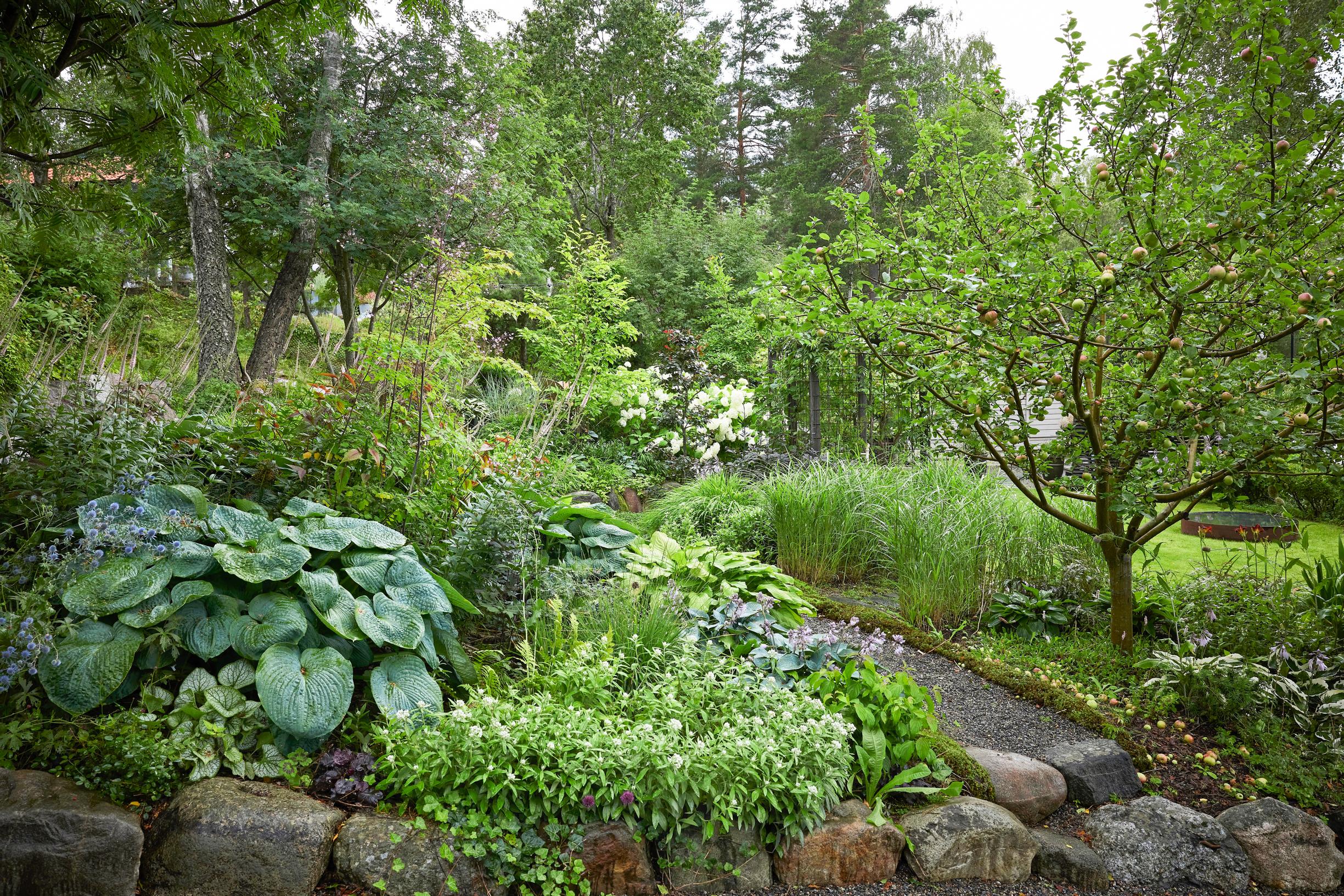 Moosegarden: ‘Bressingham Blue’ hosta provides a backdrop for flat sea holly. Pearly everlasting grows above the stone edging, and steps bordered by ‘Kleine Fontäne’ Chinese silver grass lead to the lawn.