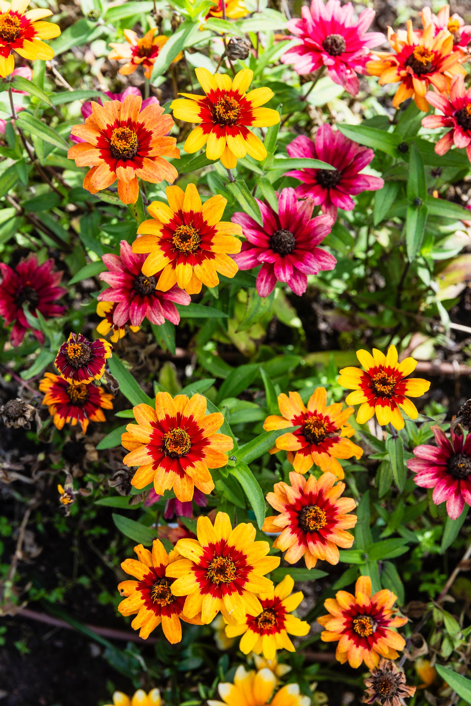 Zahara zinnia ‘Profusion Red Bicolor.’