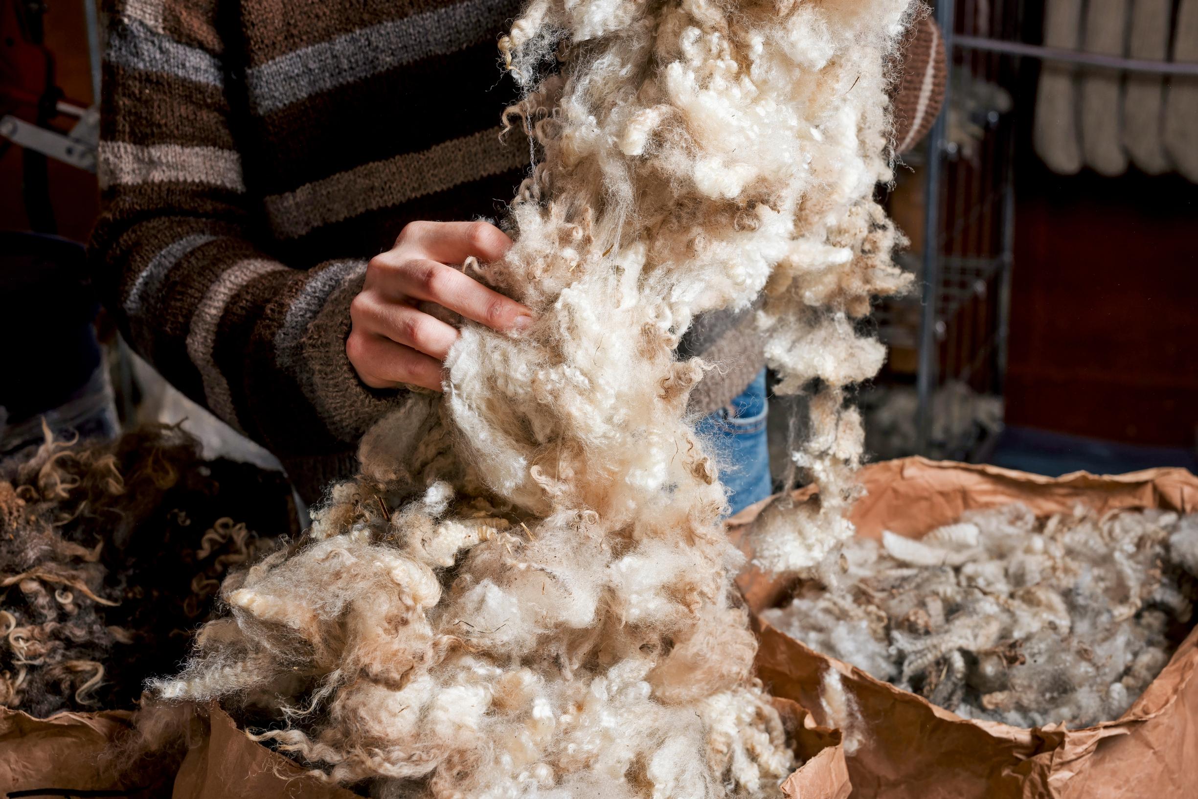 A person wearing a wool sweater is lifting a fluffy pile of light brown wool