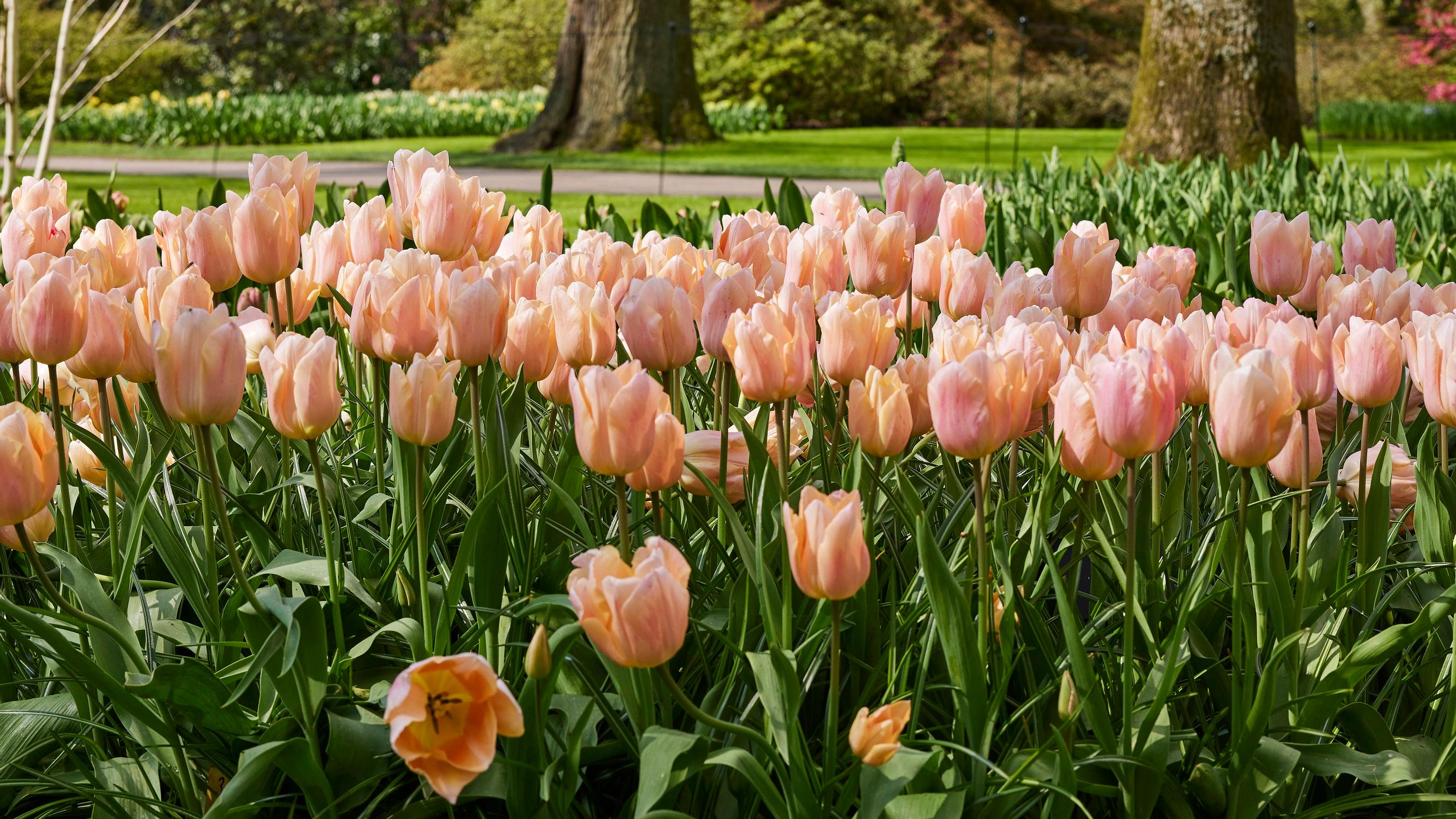 10 reasons to love (and plant) tulips—if you know all these, you’re a real tulip guru!