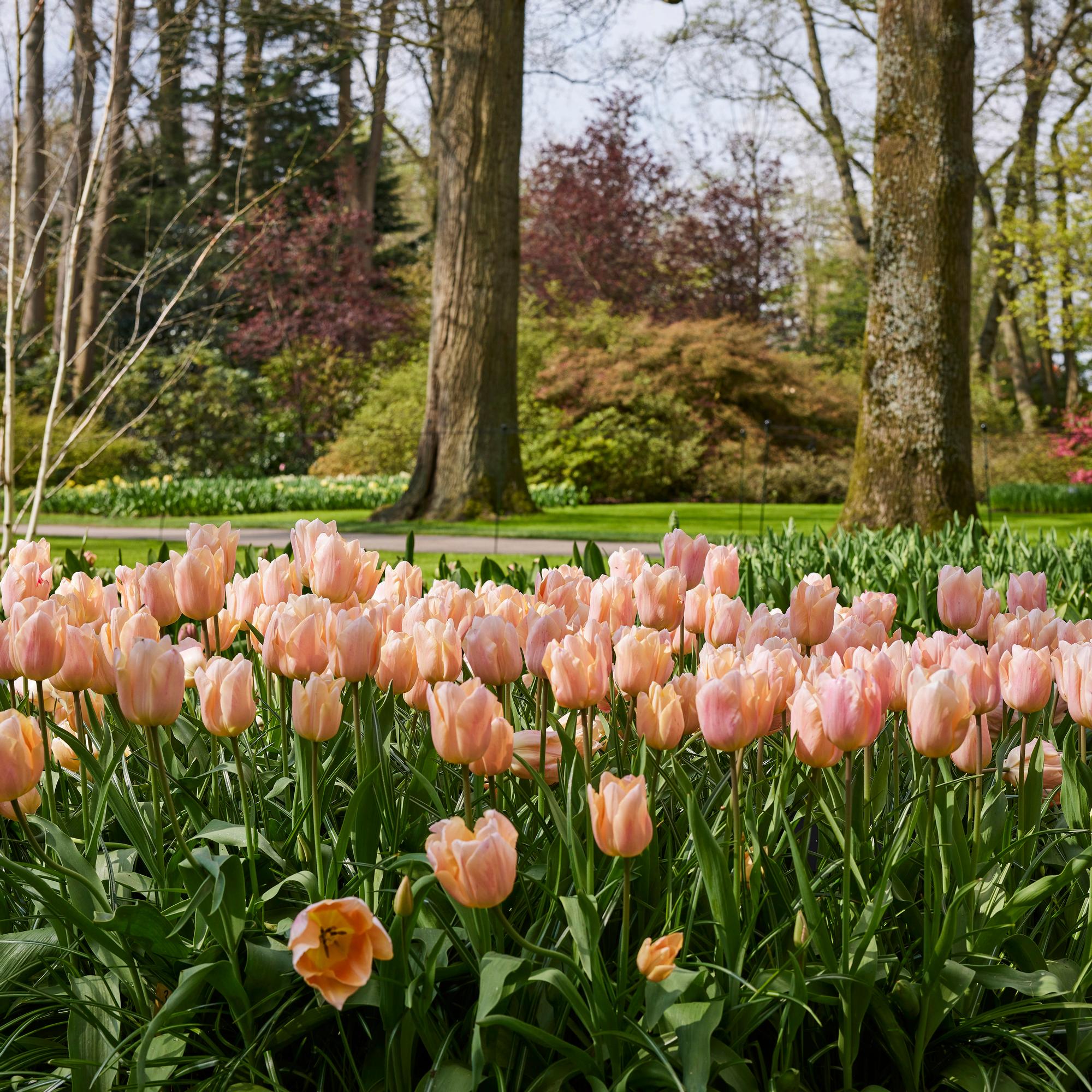 10 reasons to love (and plant) tulips—if you know all these, you’re a real tulip guru!