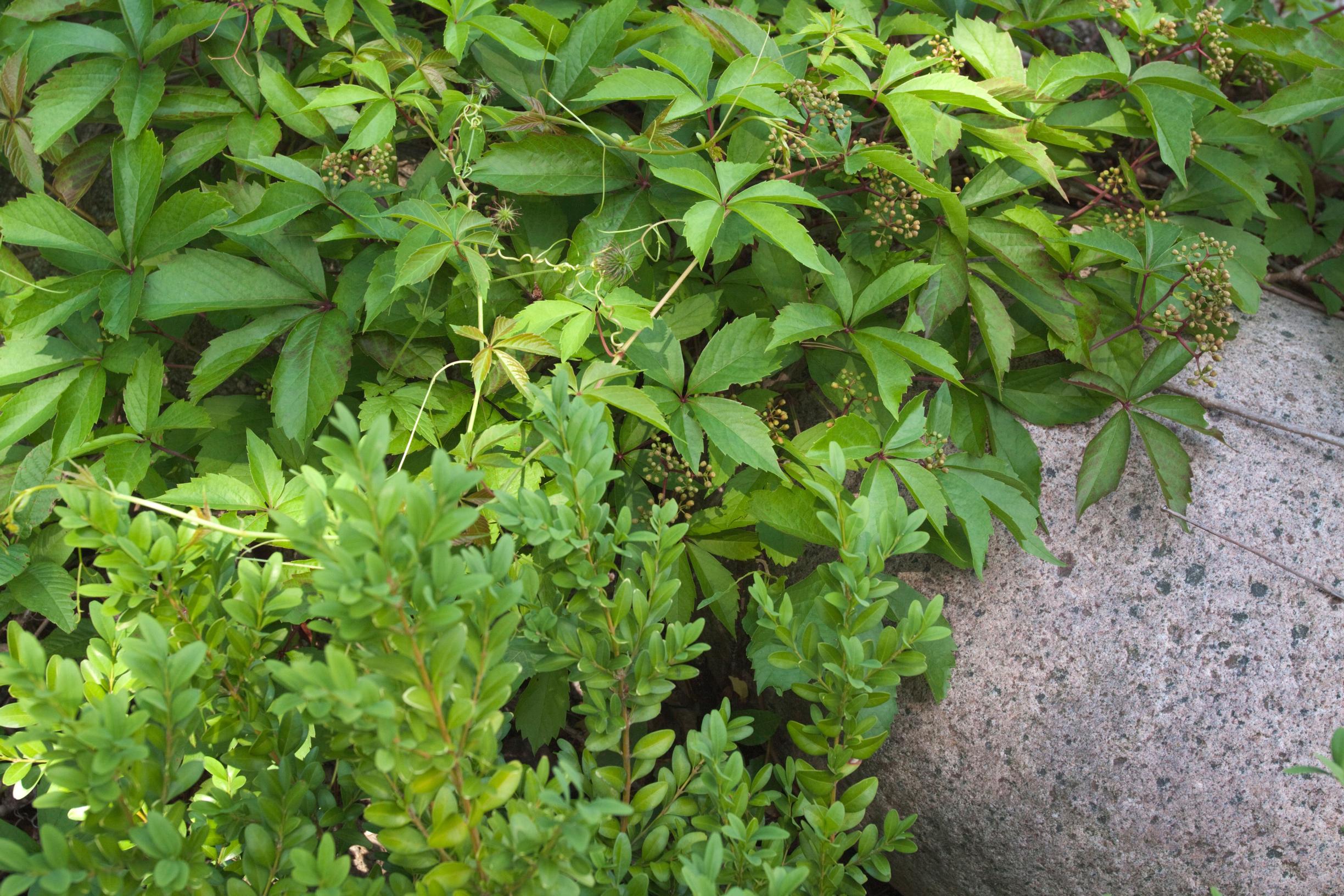 ground cover plants