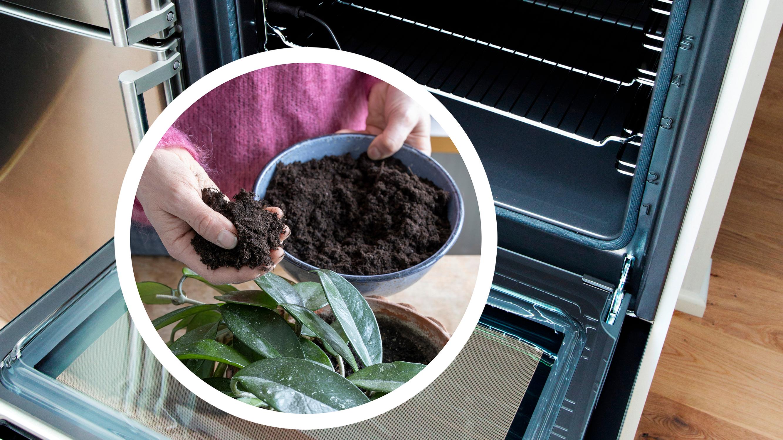 Soil in the oven? Some houseplant enthusiasts “bake” their soil—an expert explains why it’s not worth it