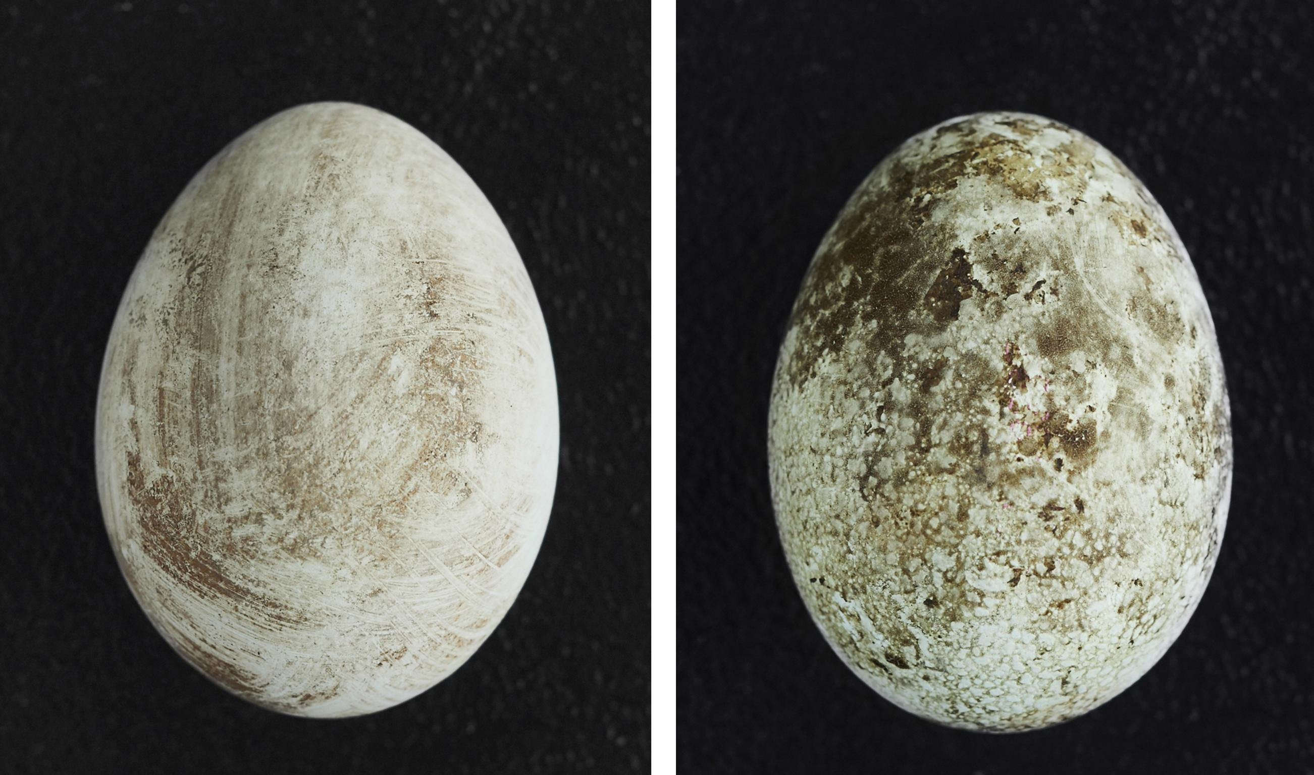 Egg dyed with hibiscus tea