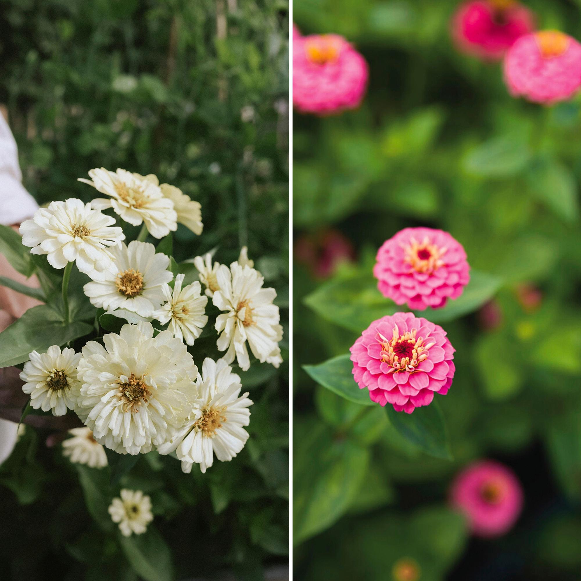 Zinnia is a prolific, easy summer flower that also attracts pollinators—start indoors or sow directly in the ground