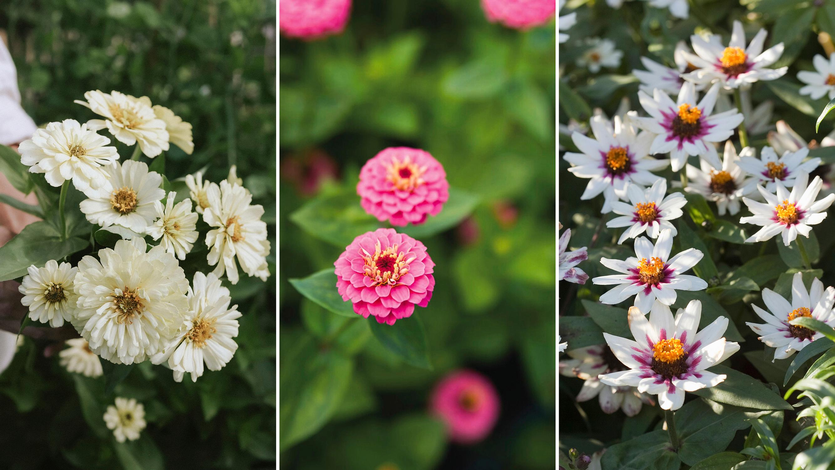 Zinnia is a prolific, easy summer flower that also attracts pollinators—start indoors or sow directly in the ground