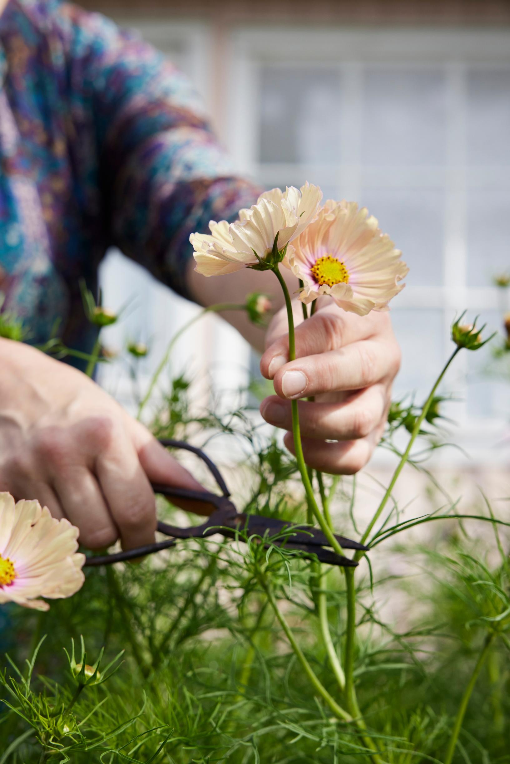 Satu Koivisto cutting a flower