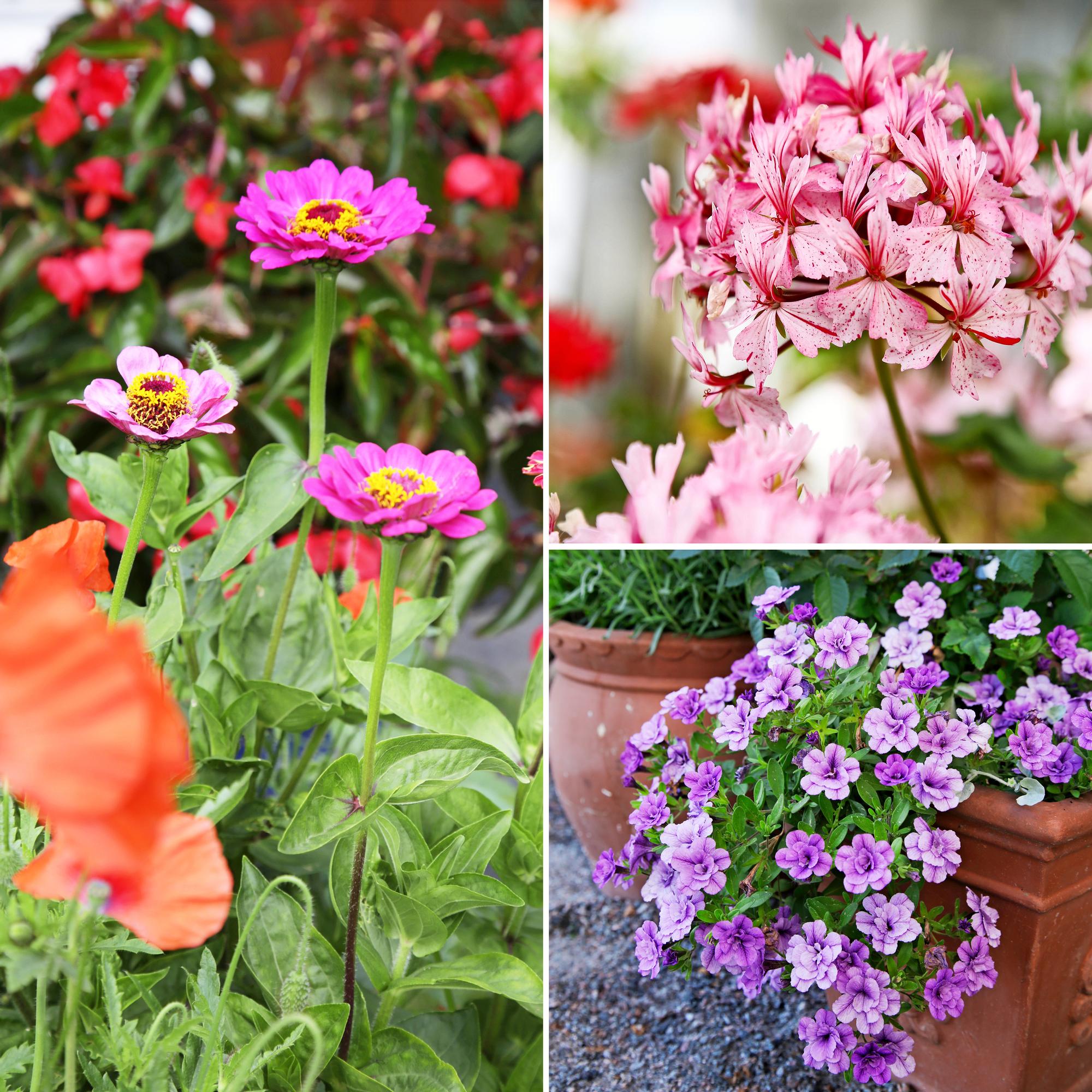 Effortless summer flowers for sunny spots