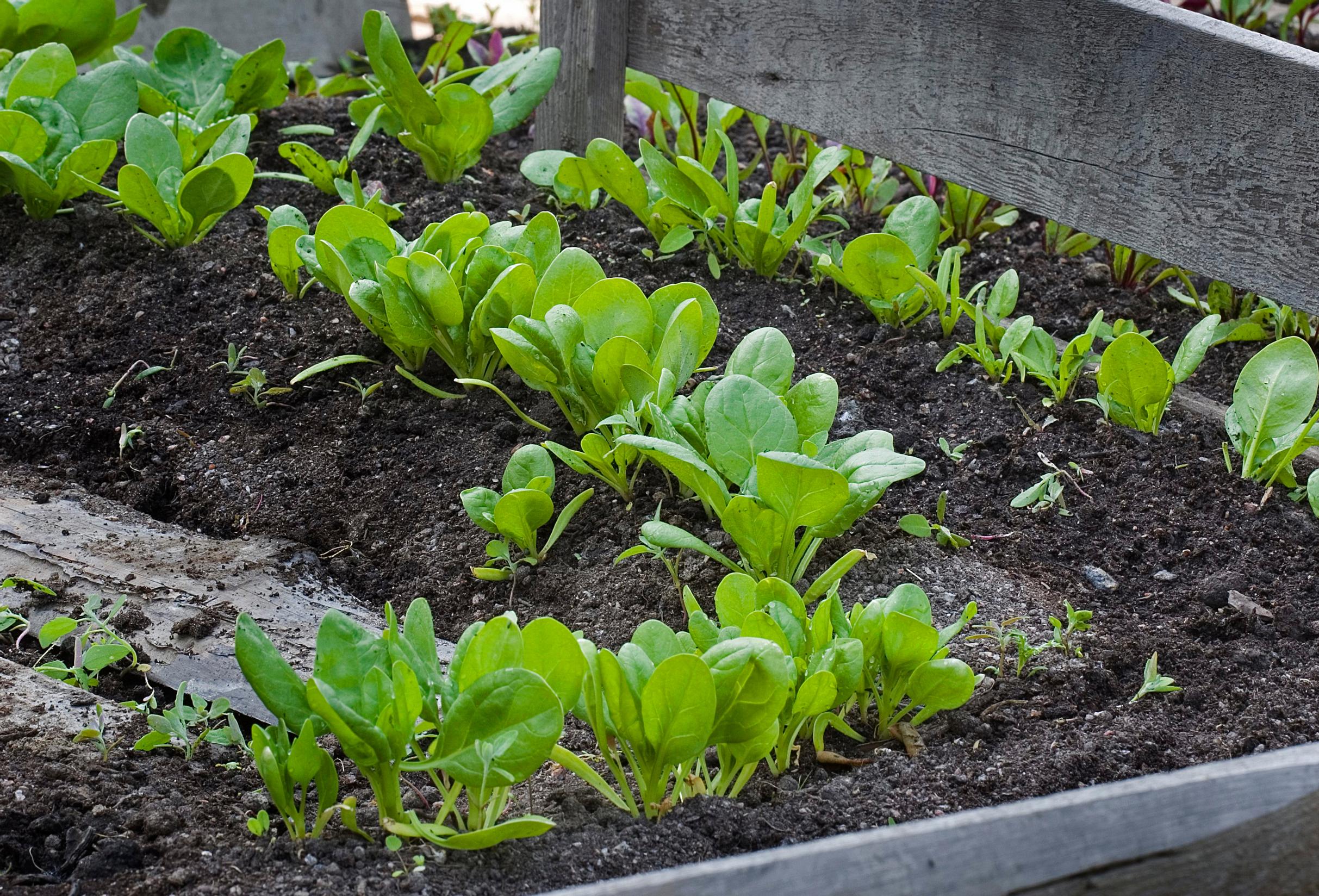 Growing spinach—you can keep harvesting this cold-hardy plant until the first frost