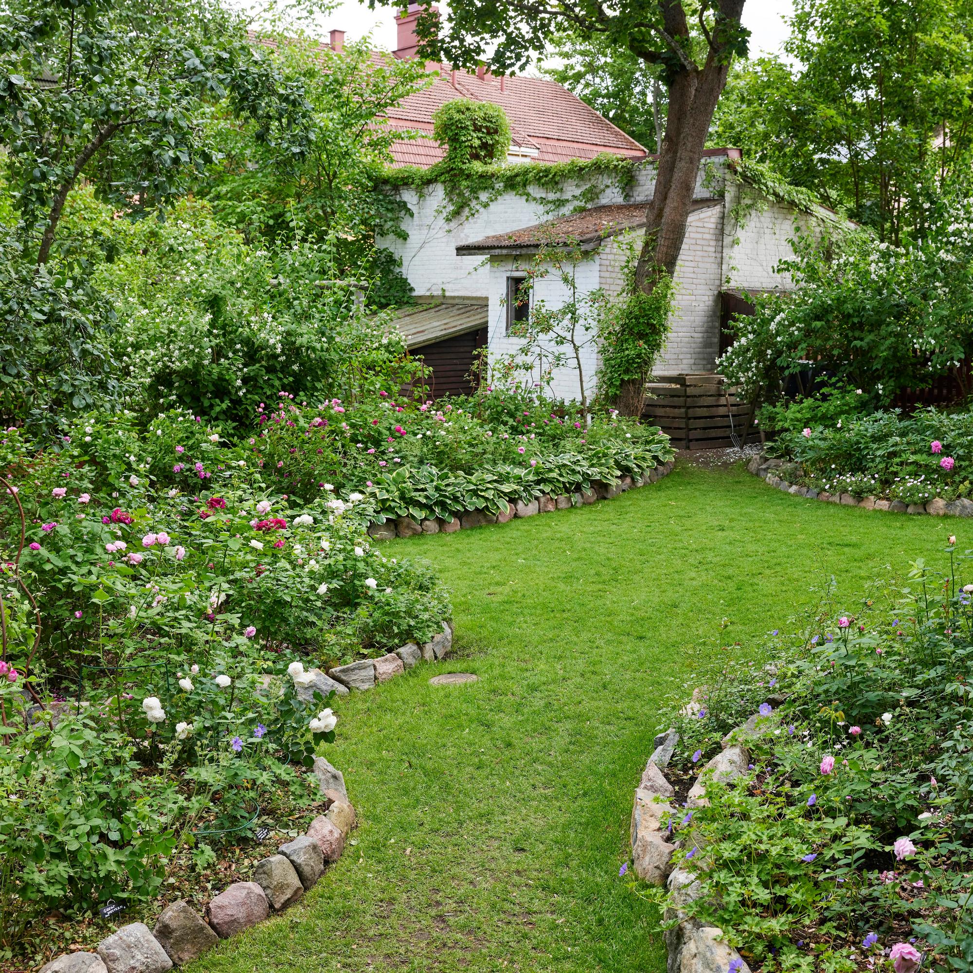 160 roses blooming in a city oasis—Päivi’s 450-square-meter garden is a fragrant masterpiece (and she shares her best tips)