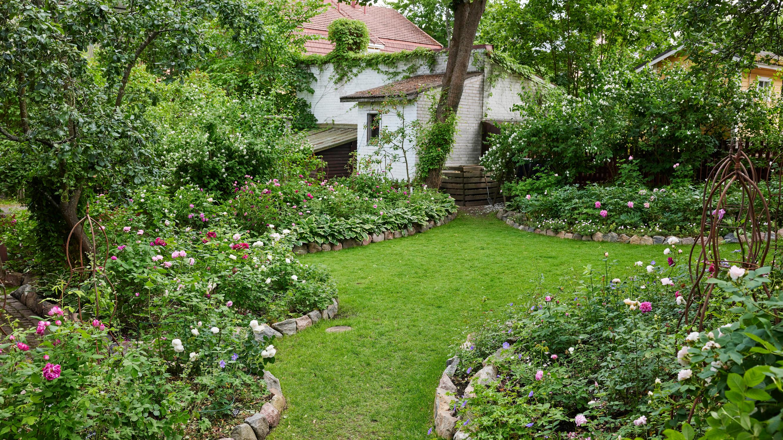 160 roses blooming in a city oasis—Päivi’s 450-square-meter garden is a fragrant masterpiece (and she shares her best tips)
