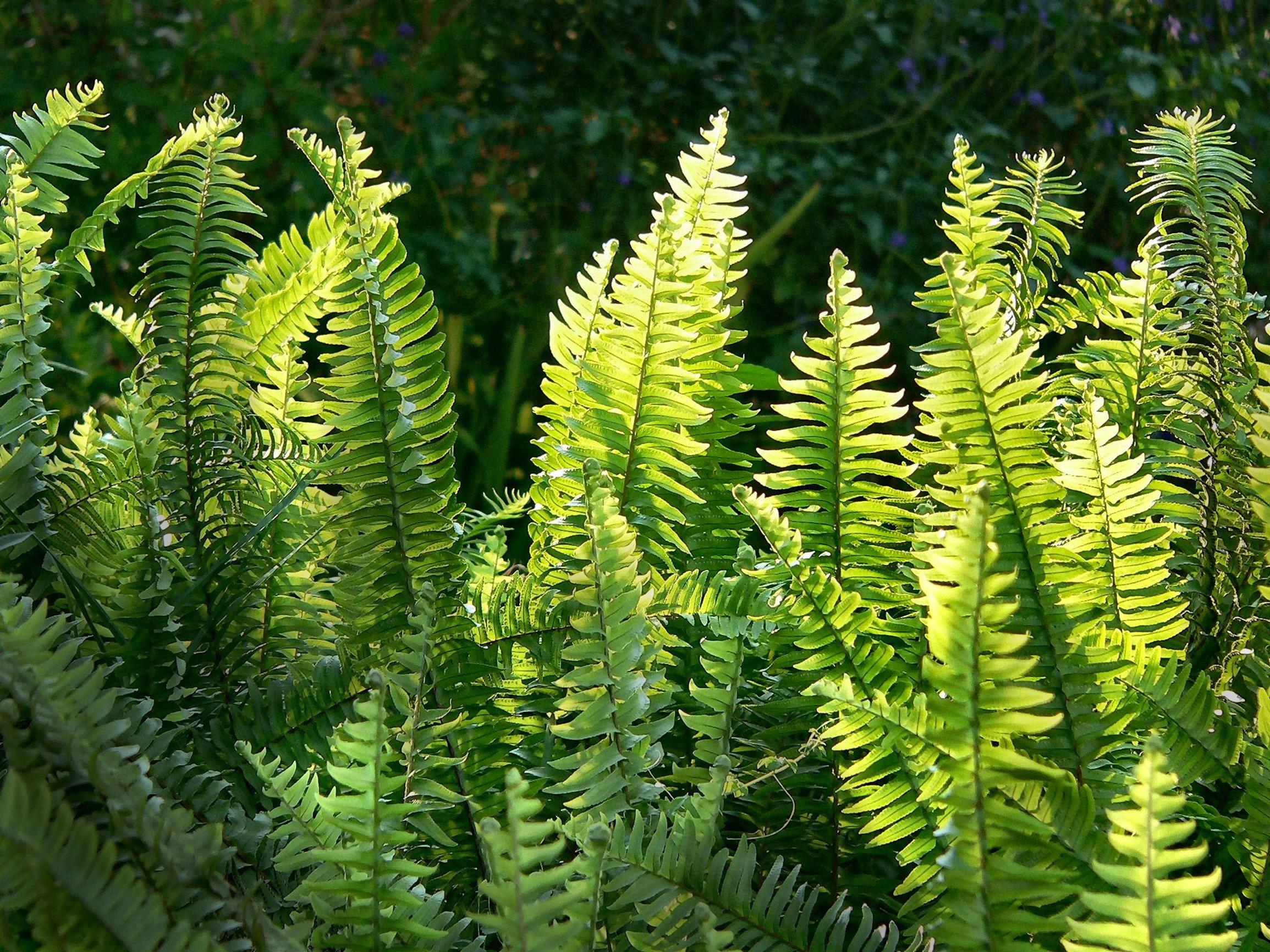 Ostrich fern