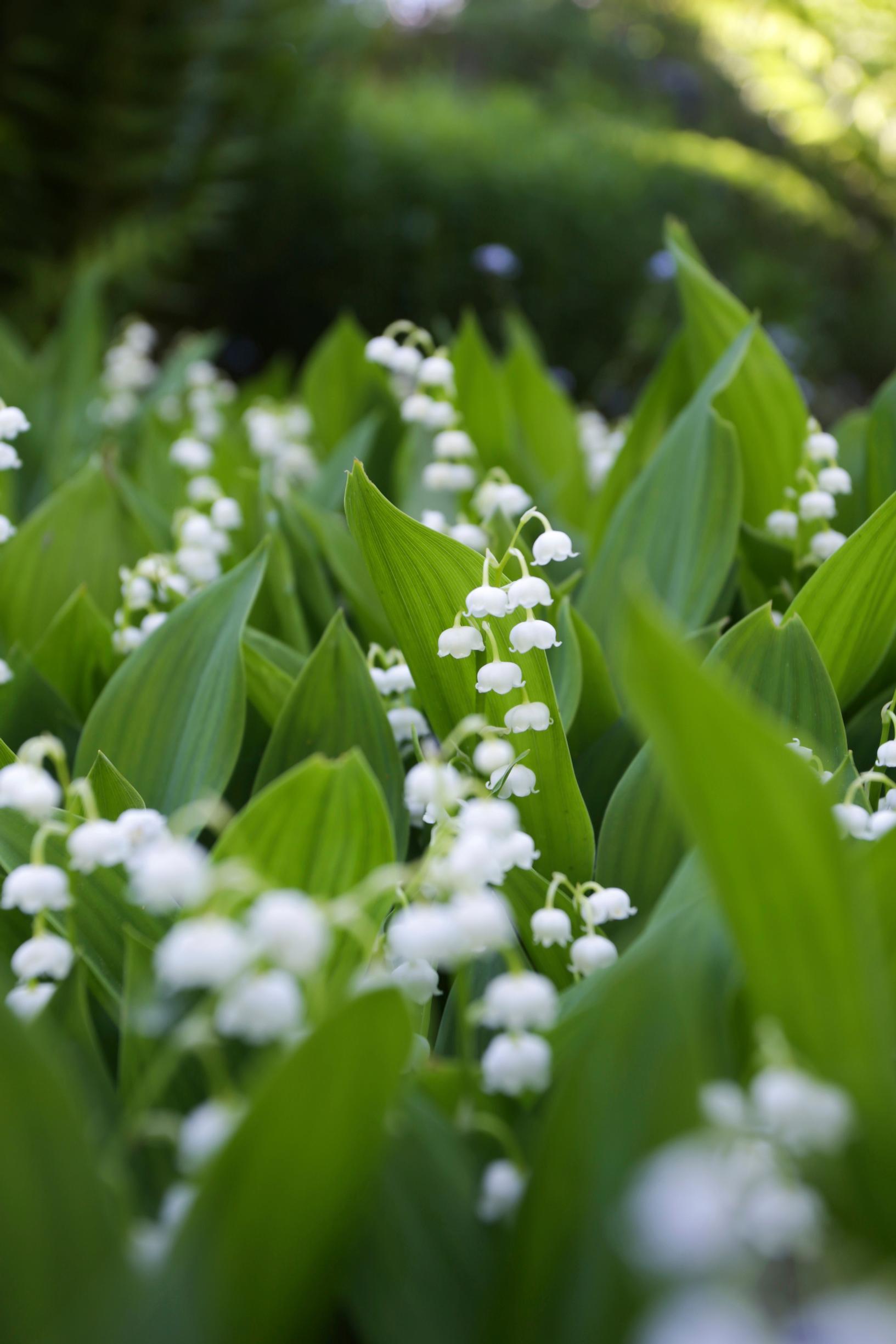Lily of the valley