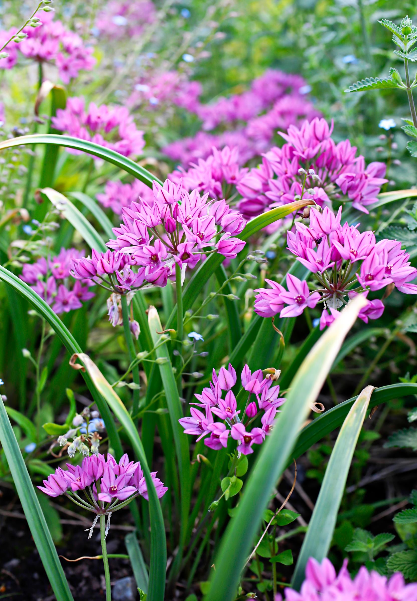 How to grow alliums
