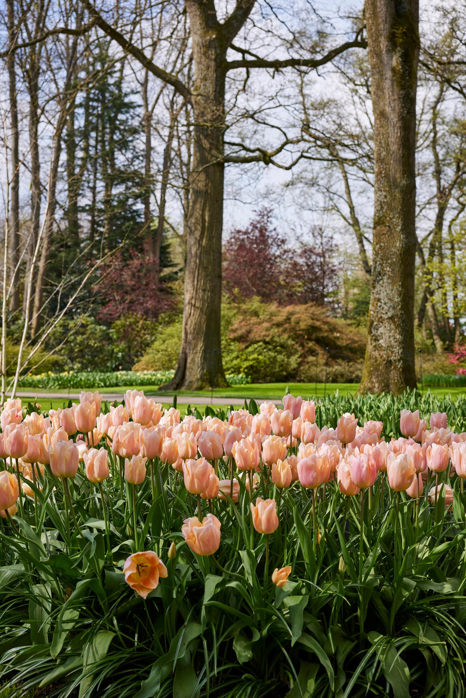 tulip facts