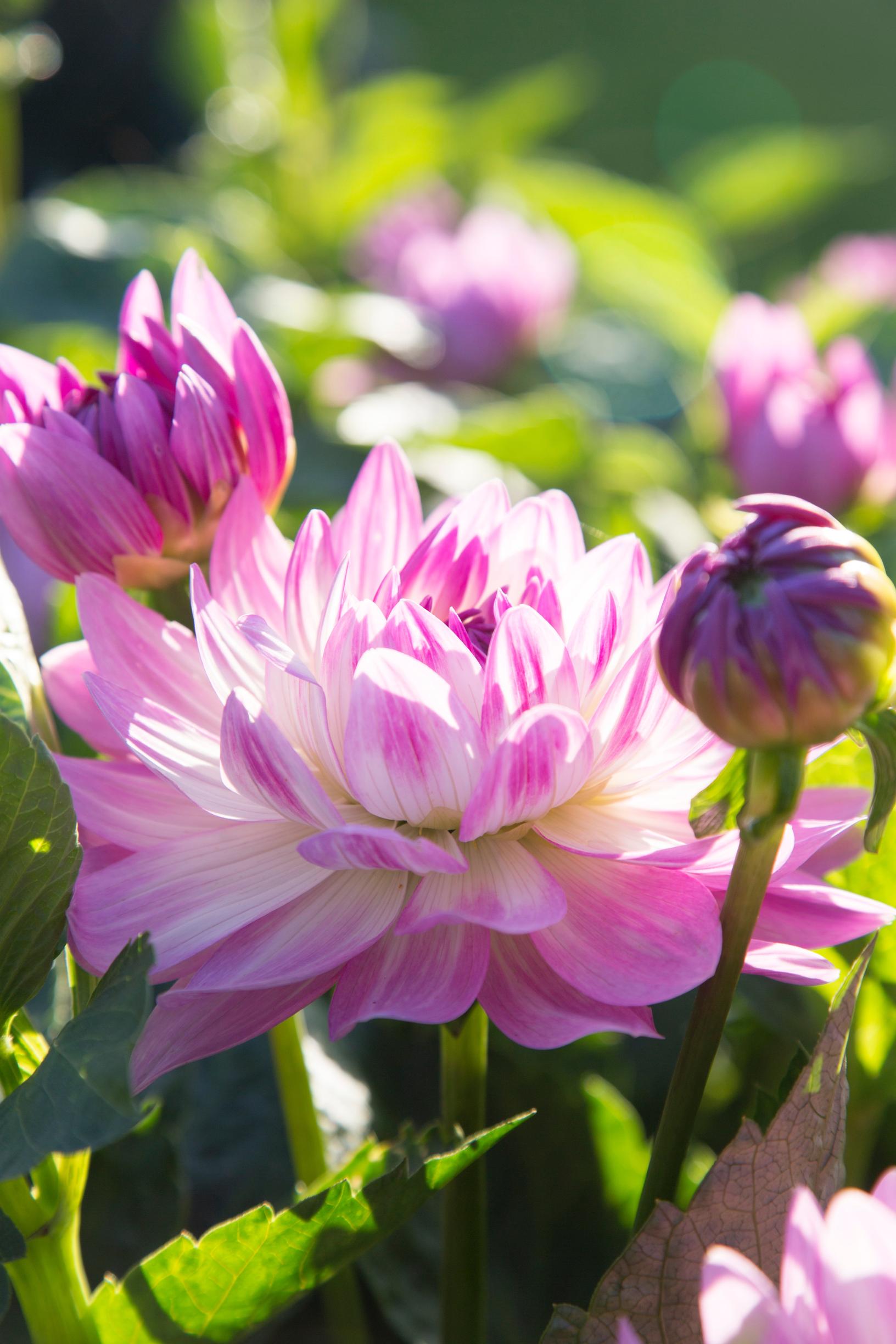 Dahlia care