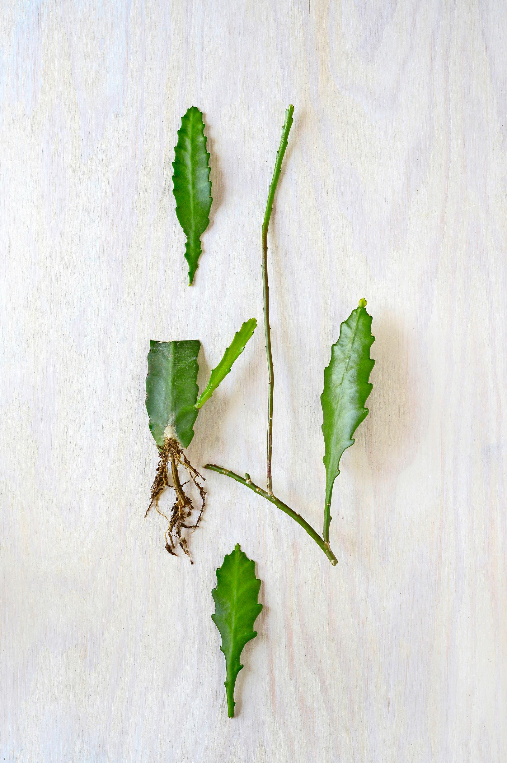 Growing plant cuttings
