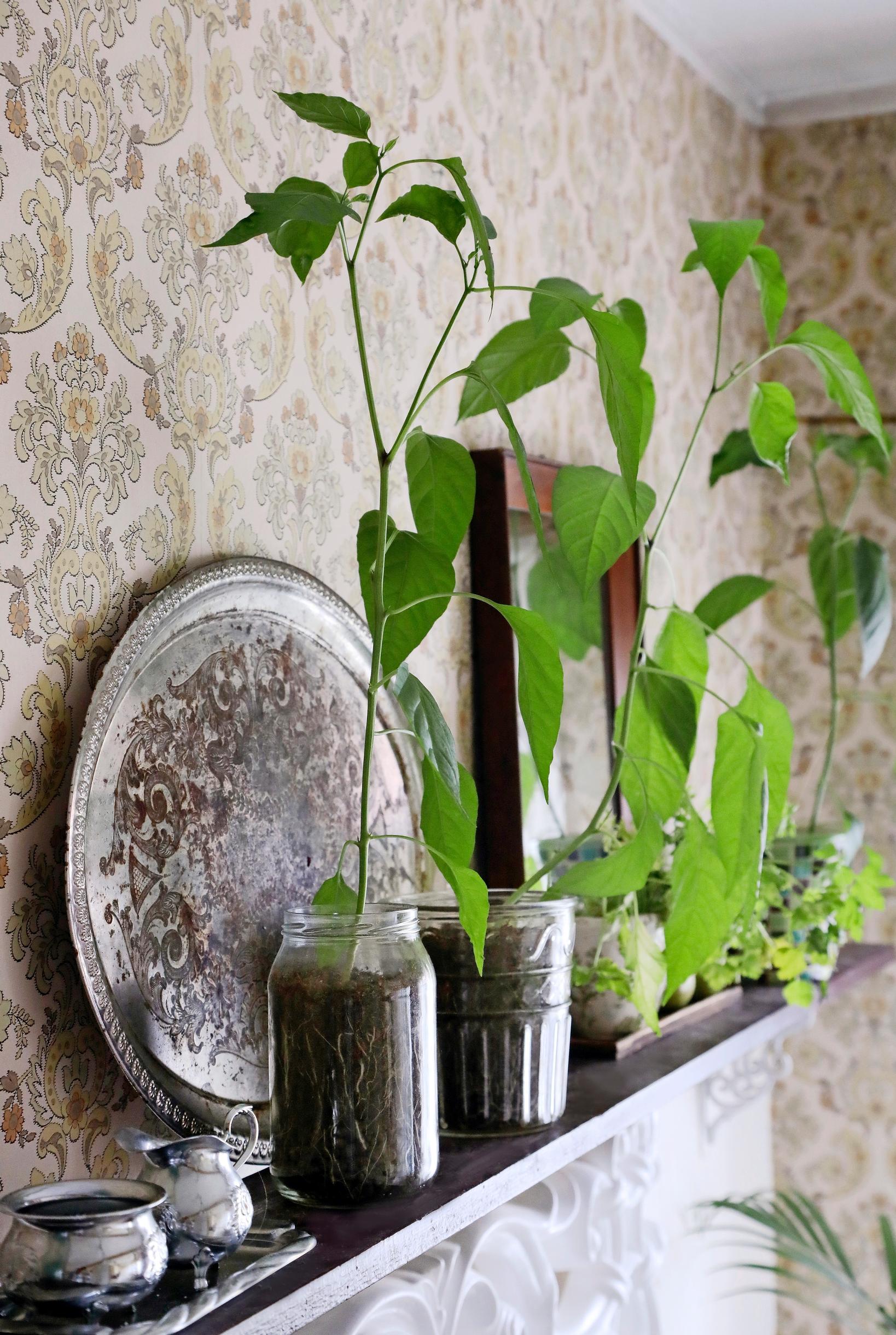 houseplants decor
