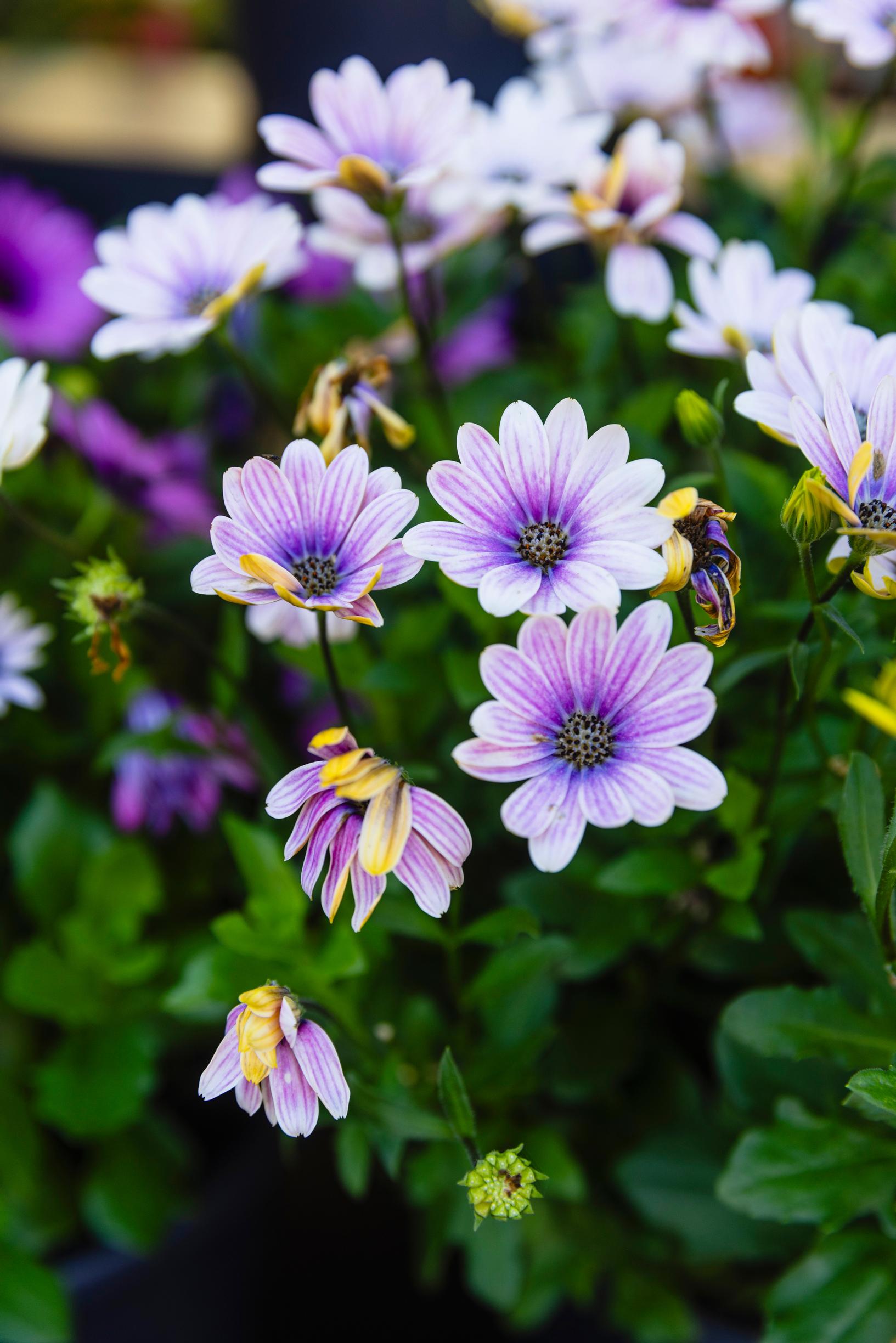 African daisy