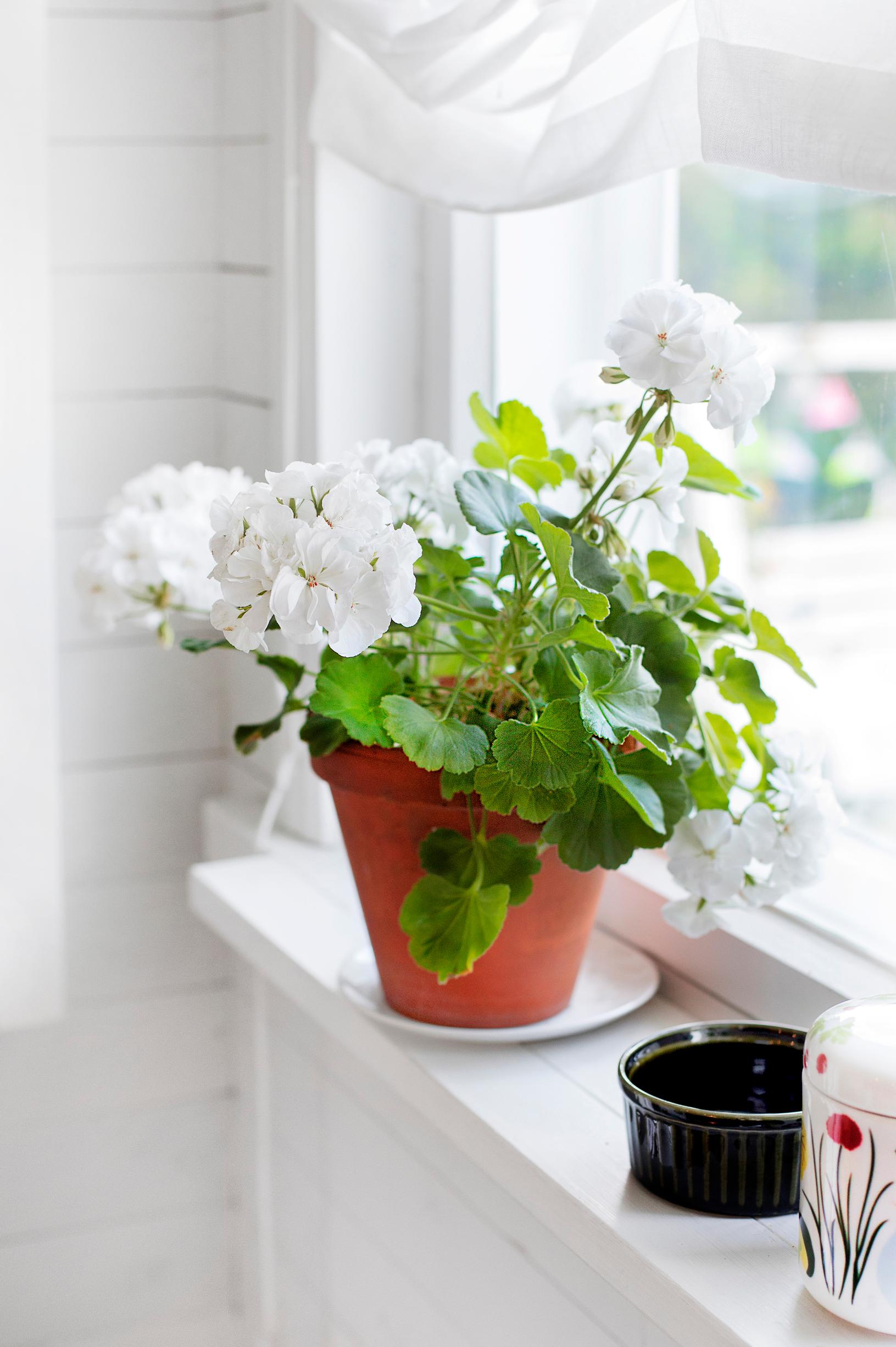 Flowers for sunny areas: Geranium