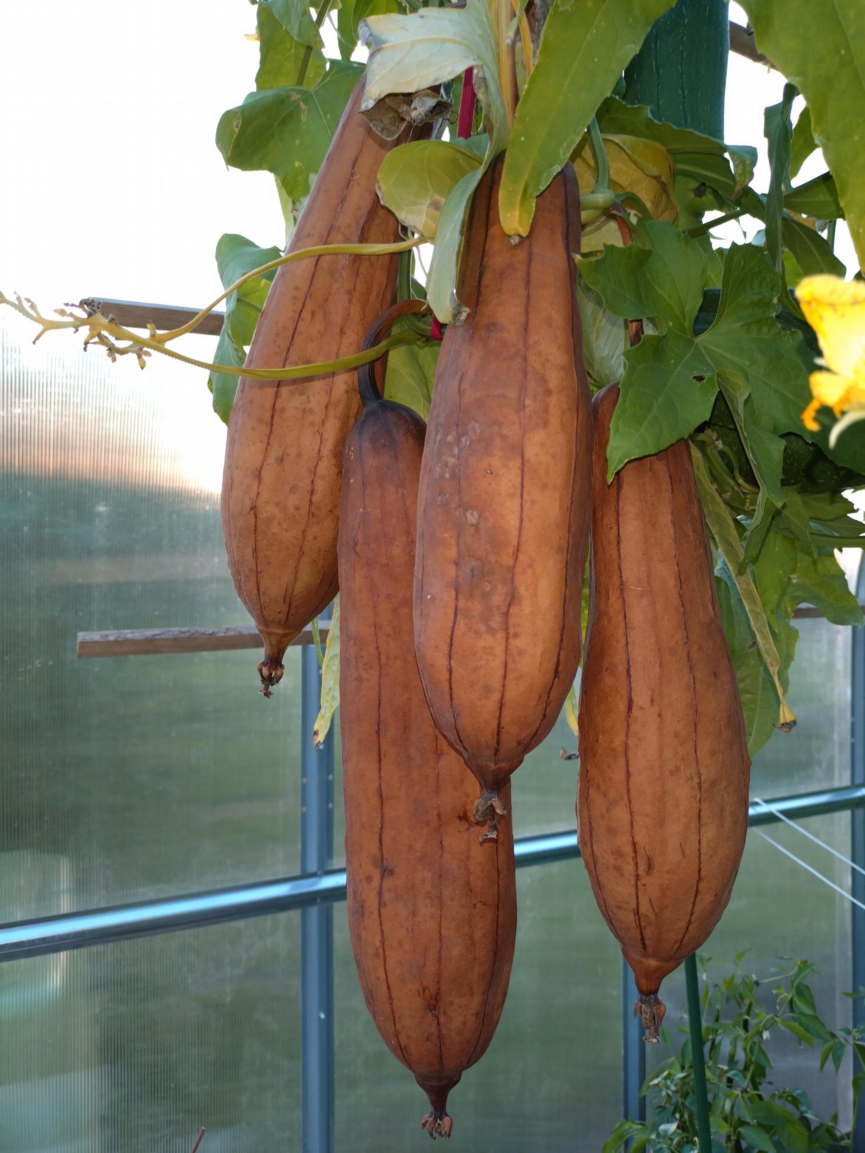 Loofah gourd or luffa