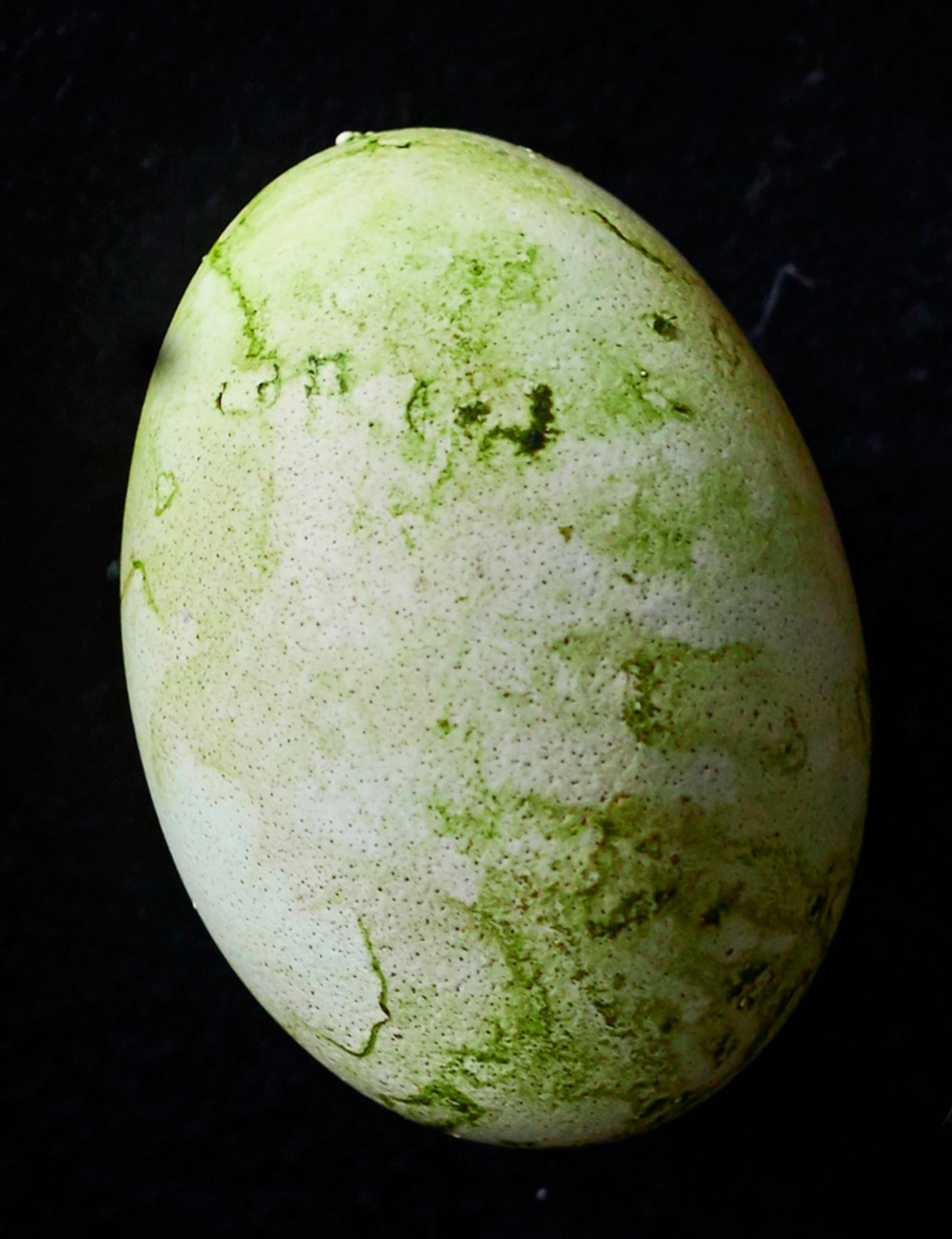 Egg dyed with spinach