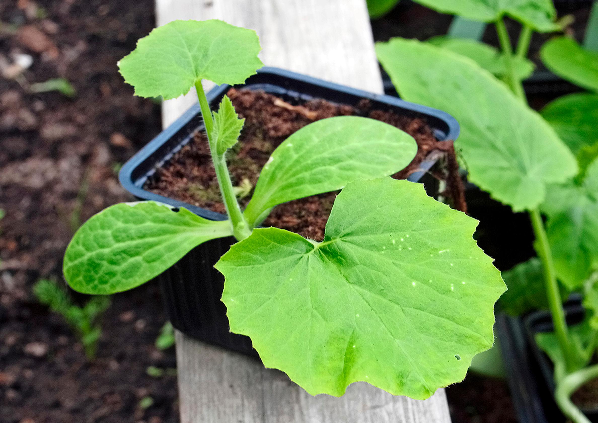 A pre-grown zucchini seedling