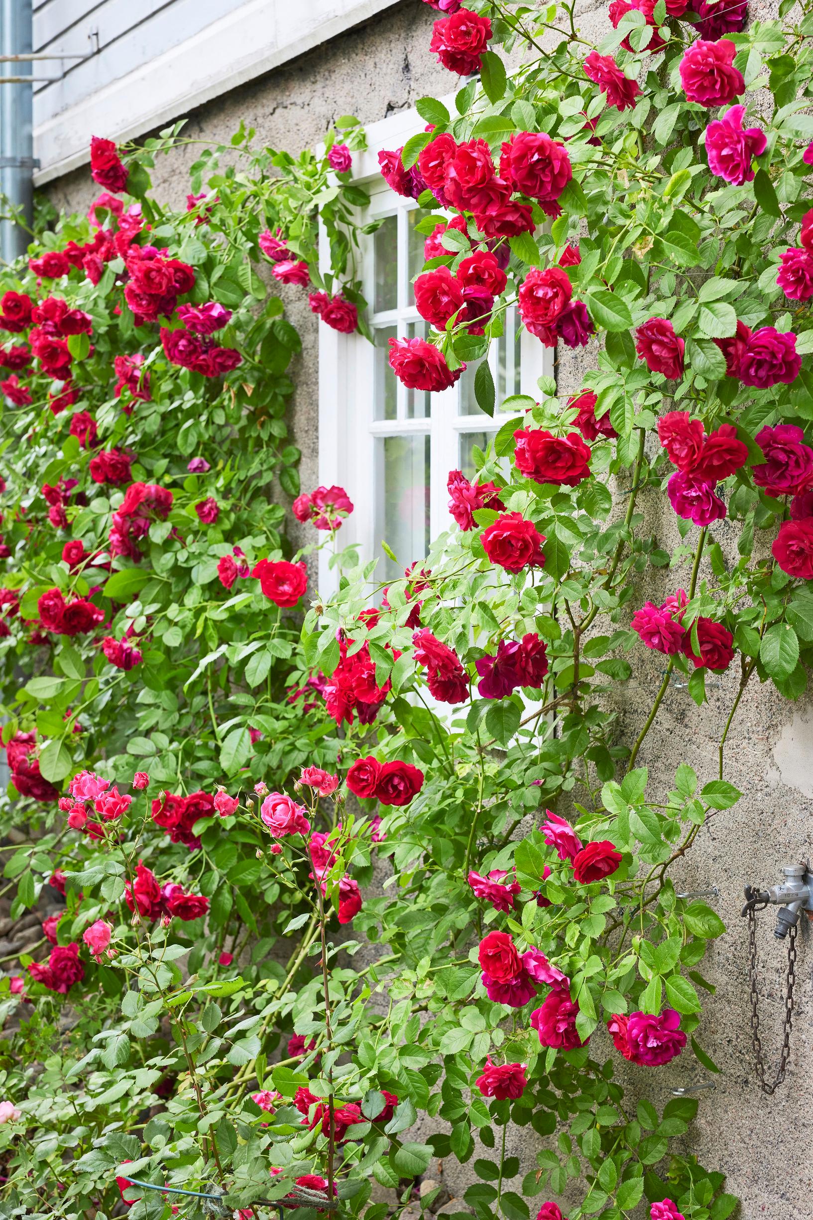 ‘Flammentanz’ climbing rose