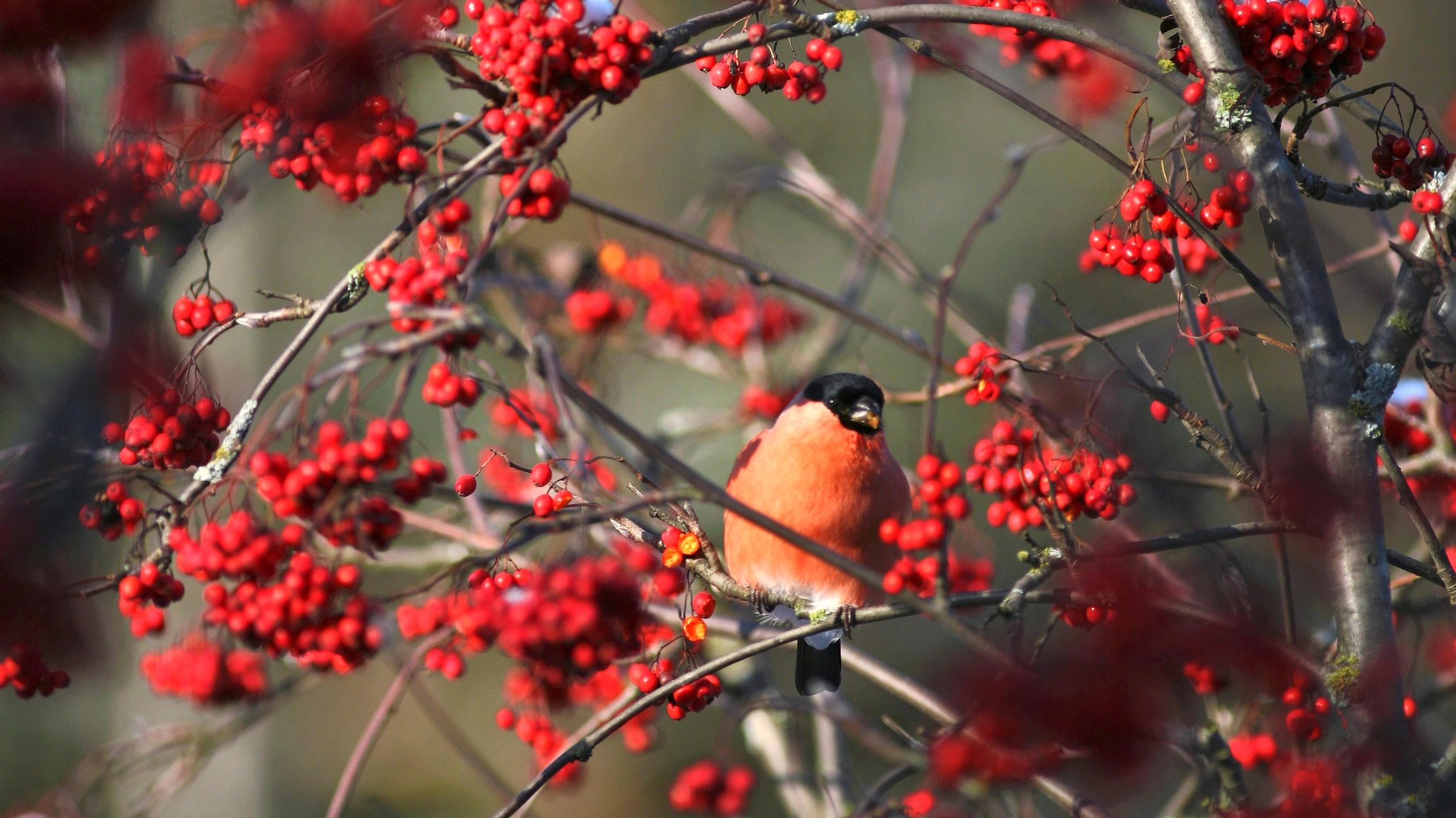 Planting and caring for a rowan is easy—the beautiful, resilient tree brings year-round joy