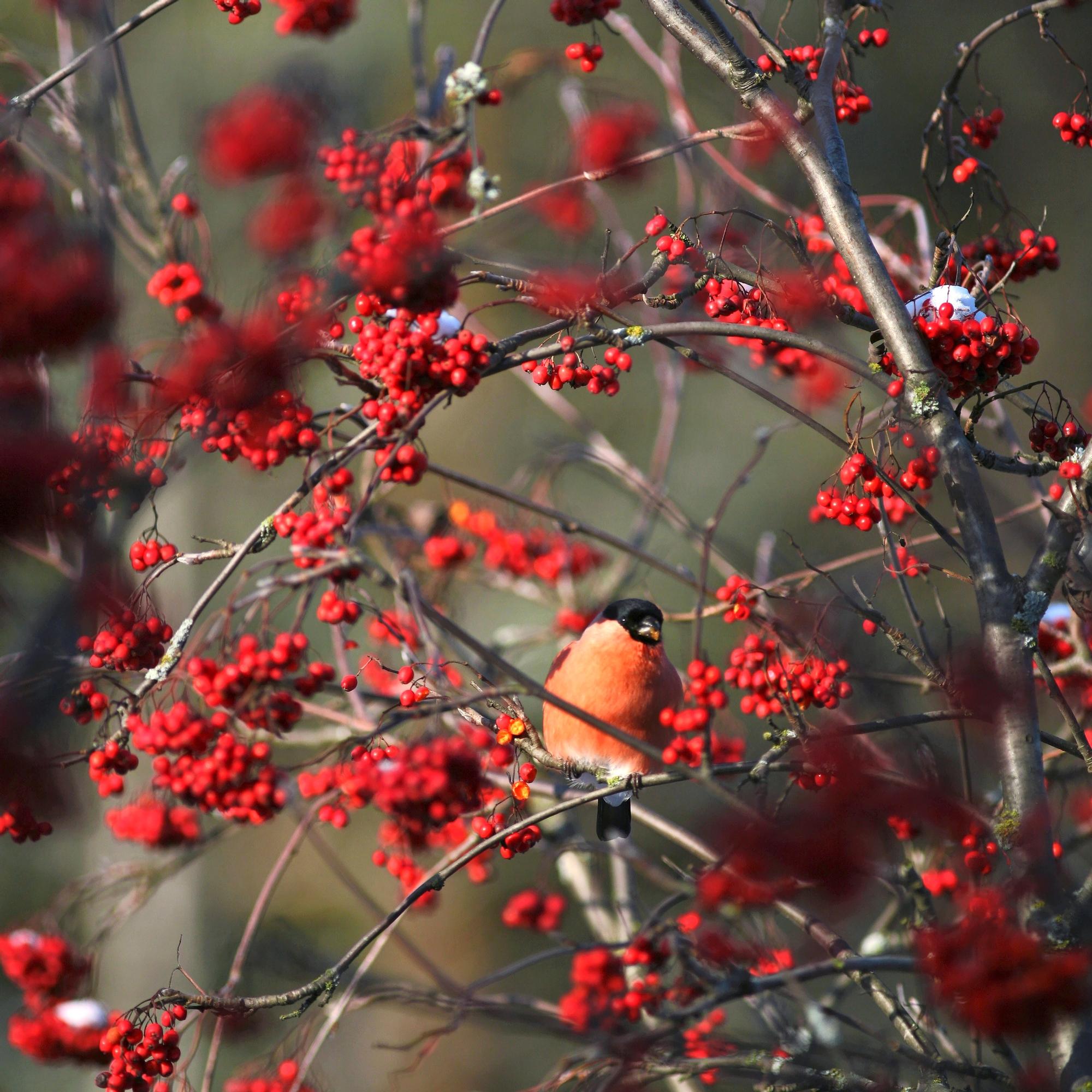 Planting and caring for a rowan is easy—the beautiful, resilient tree brings year-round joy
