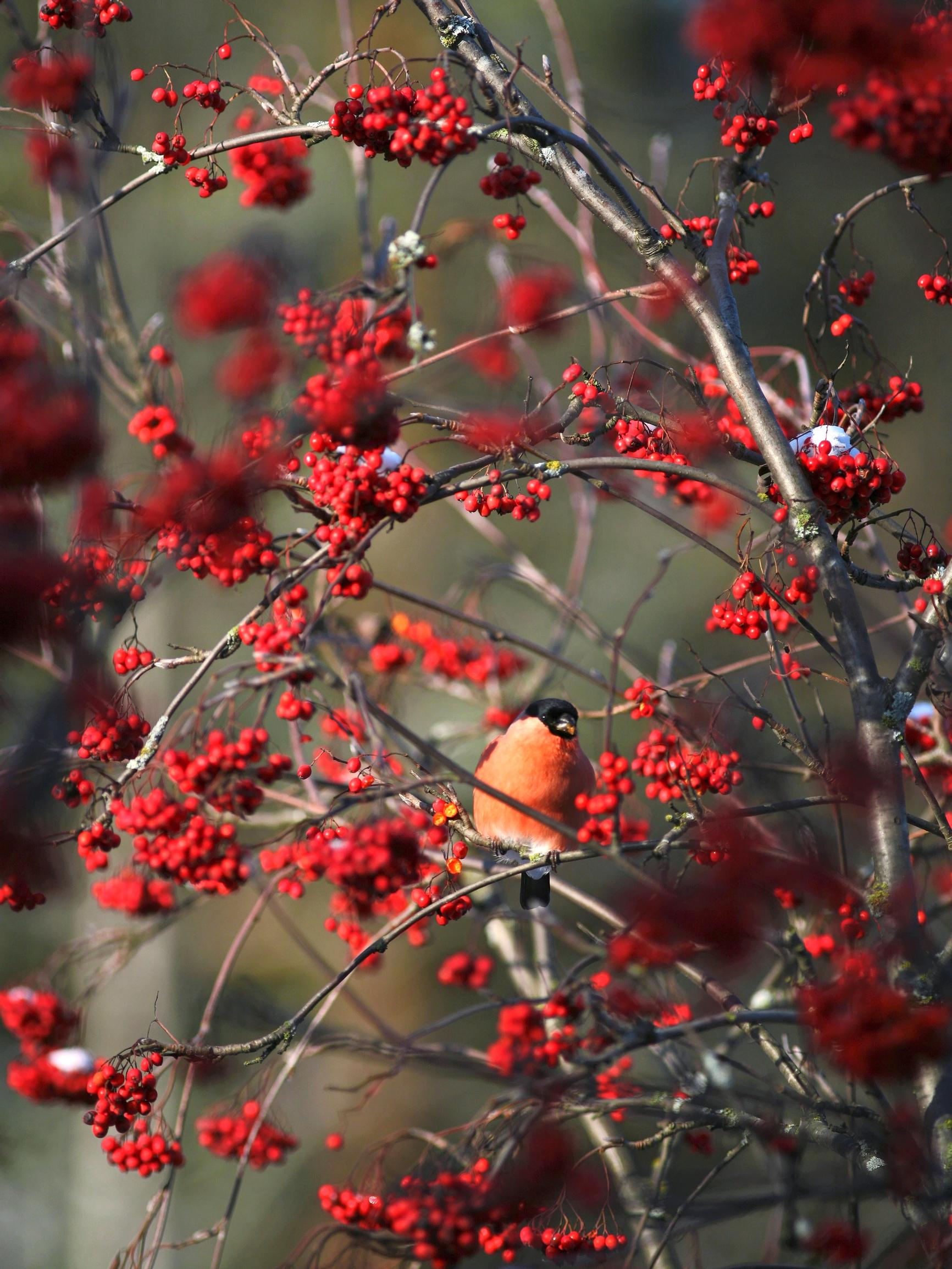 Planting and caring for a rowan is easy—the beautiful, resilient tree brings year-round joy