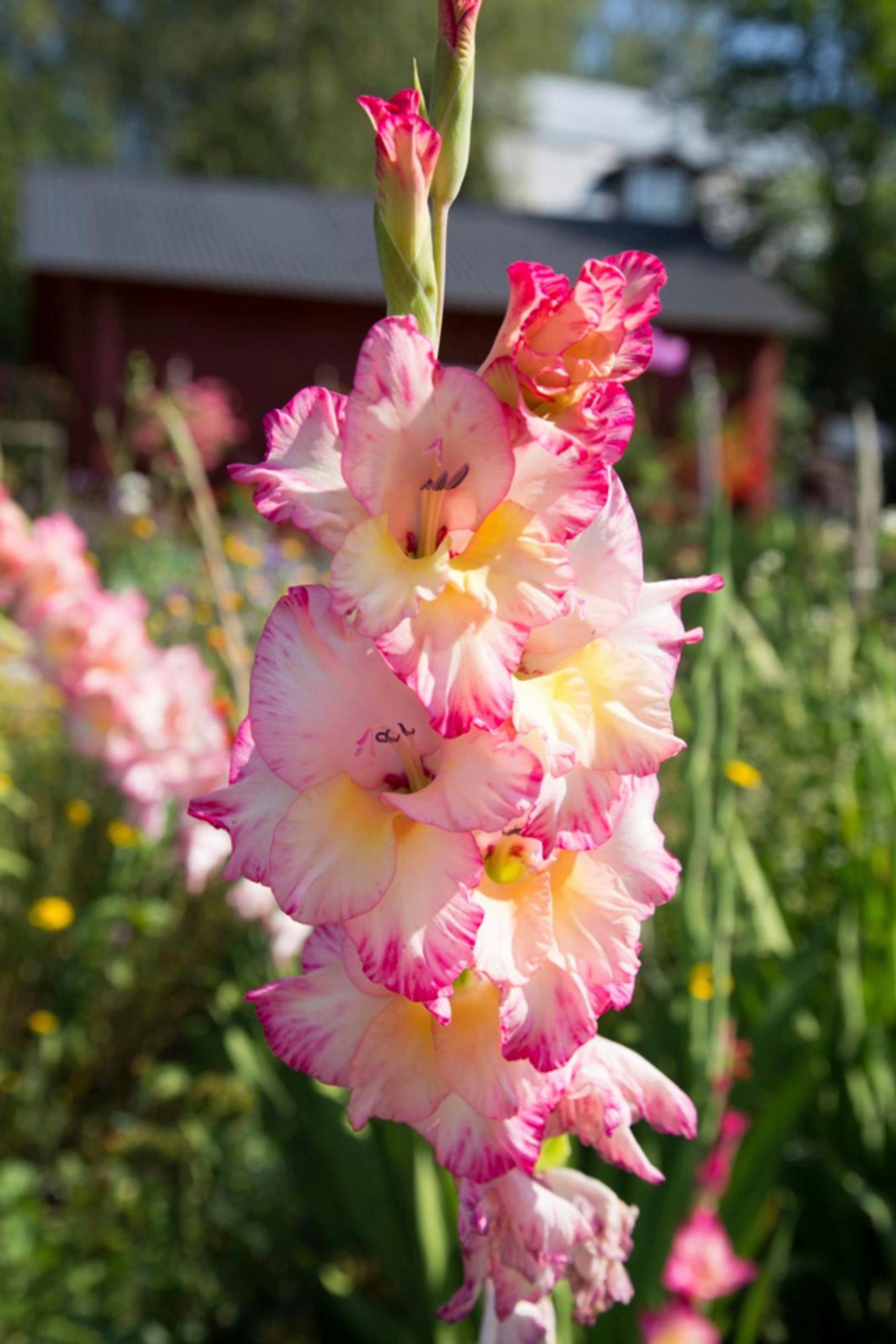 Gladiolus blooms from July well into autumn.