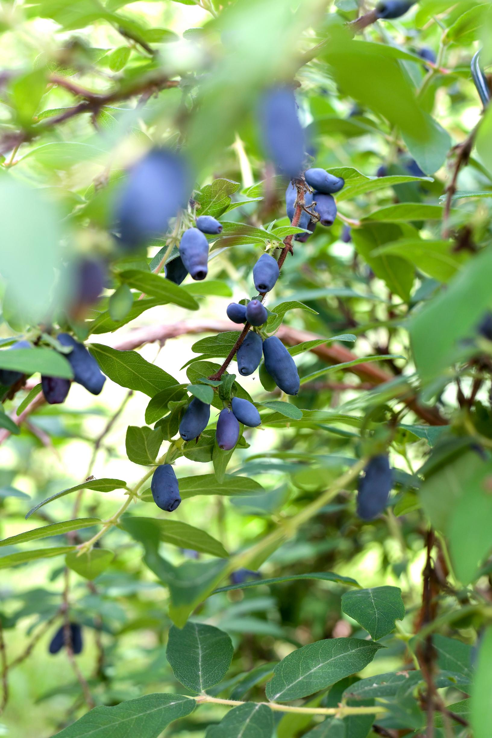 Honeyberry—also called sweetberry honeysuckle, blue honeysuckle, or haskap