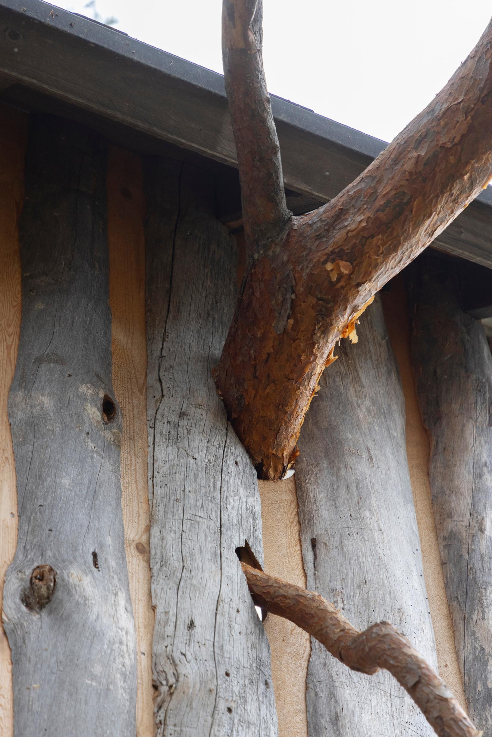 A thick pine branch emerging through a weathered wood wall