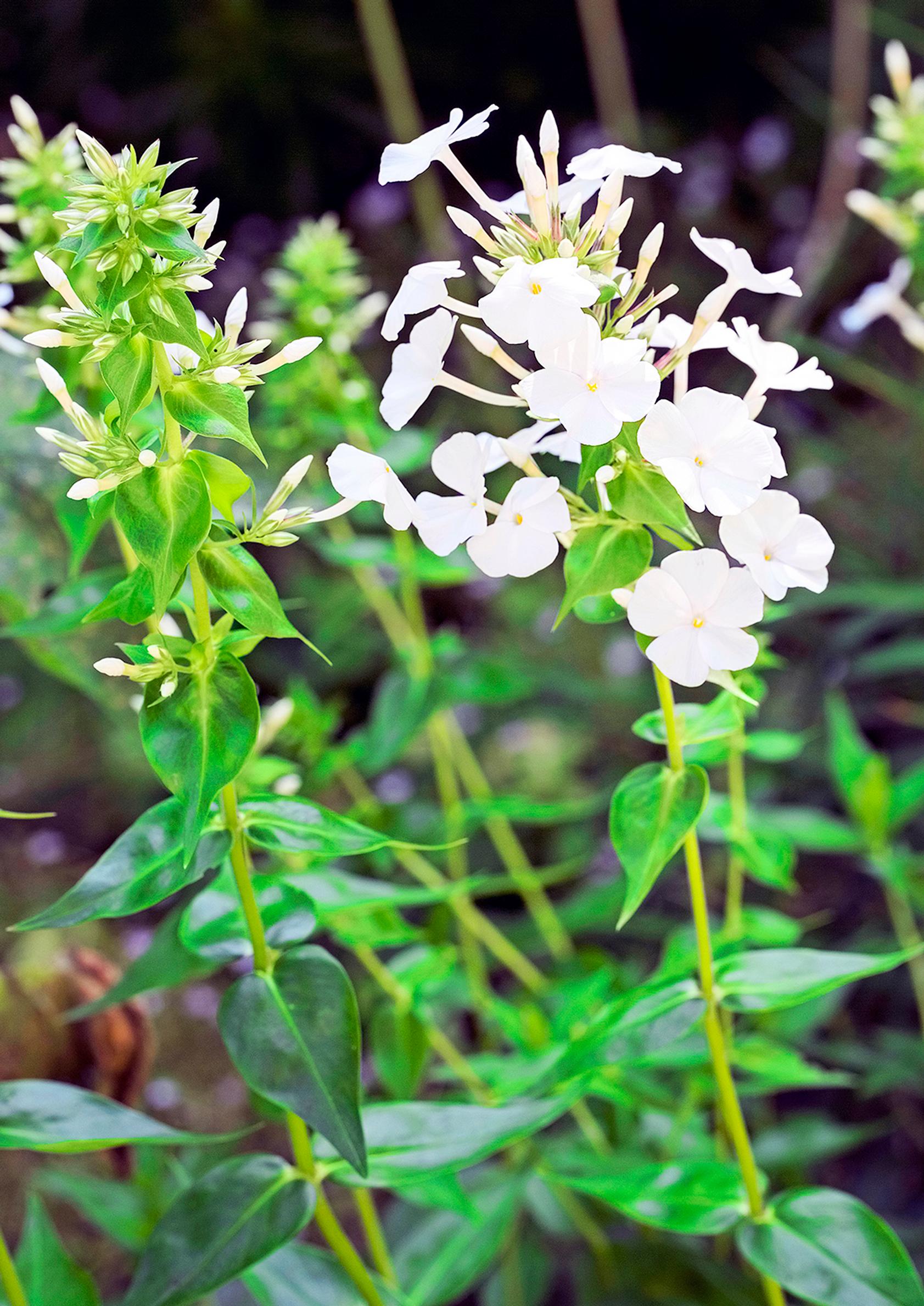 Propagating perennials from cuttings