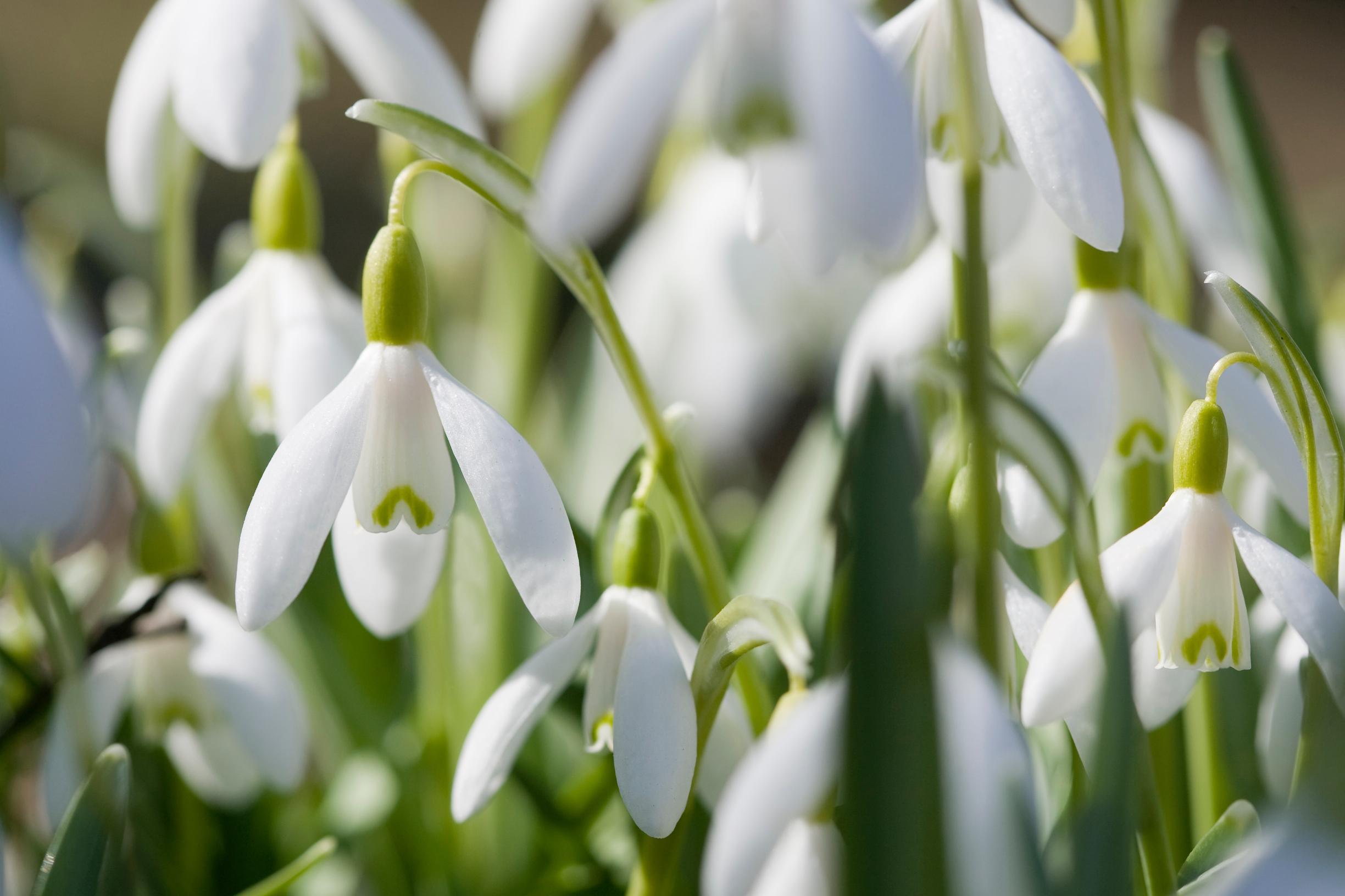 bulb flowers’ growing sites: snowdrop