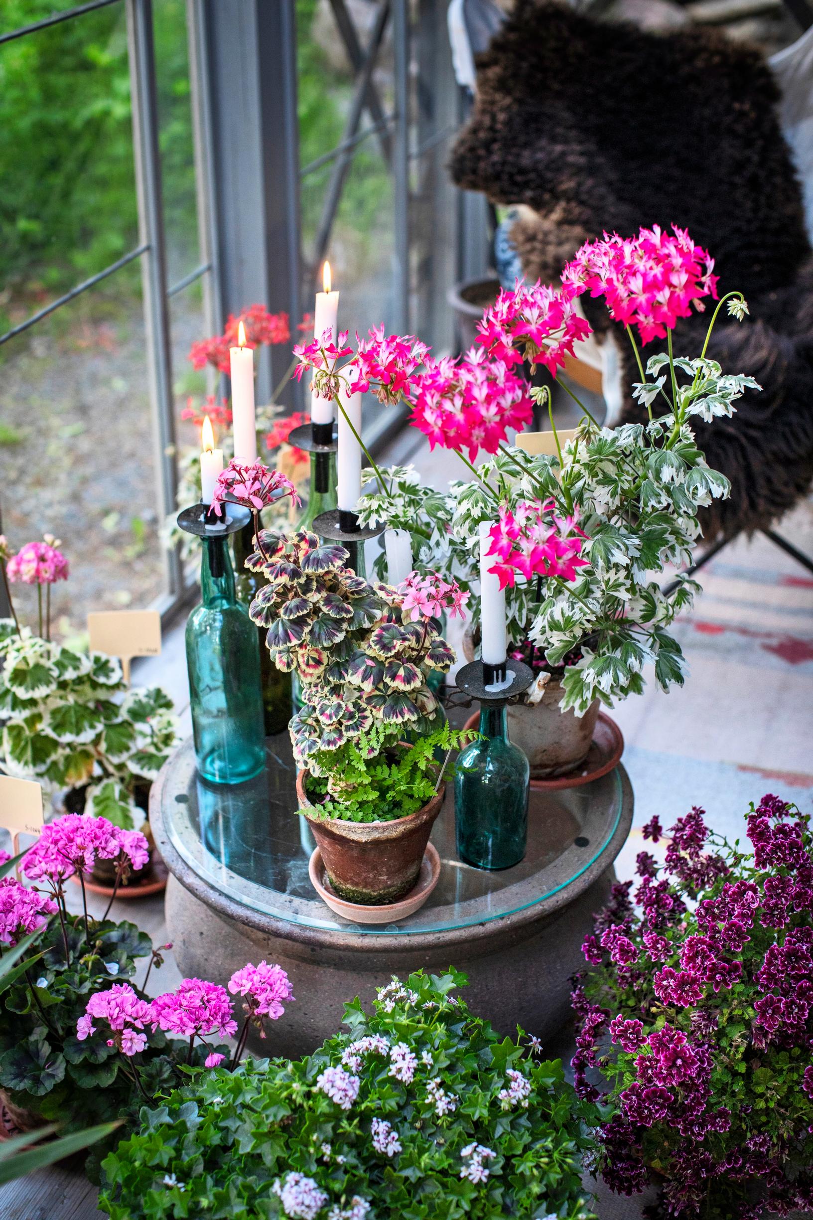 Some pelargoniums thrive best when sheltered