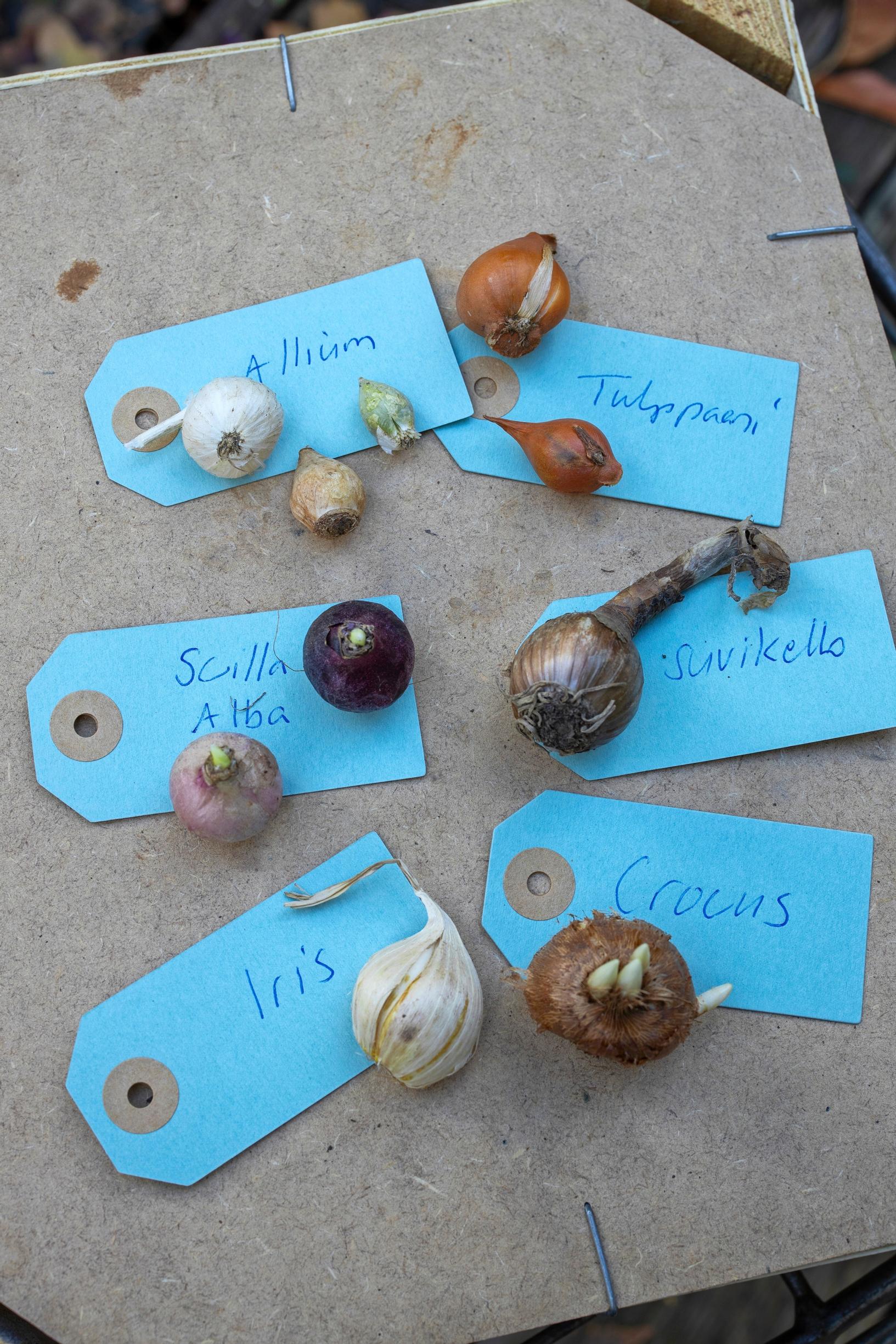 bulb flowers’ growing sites