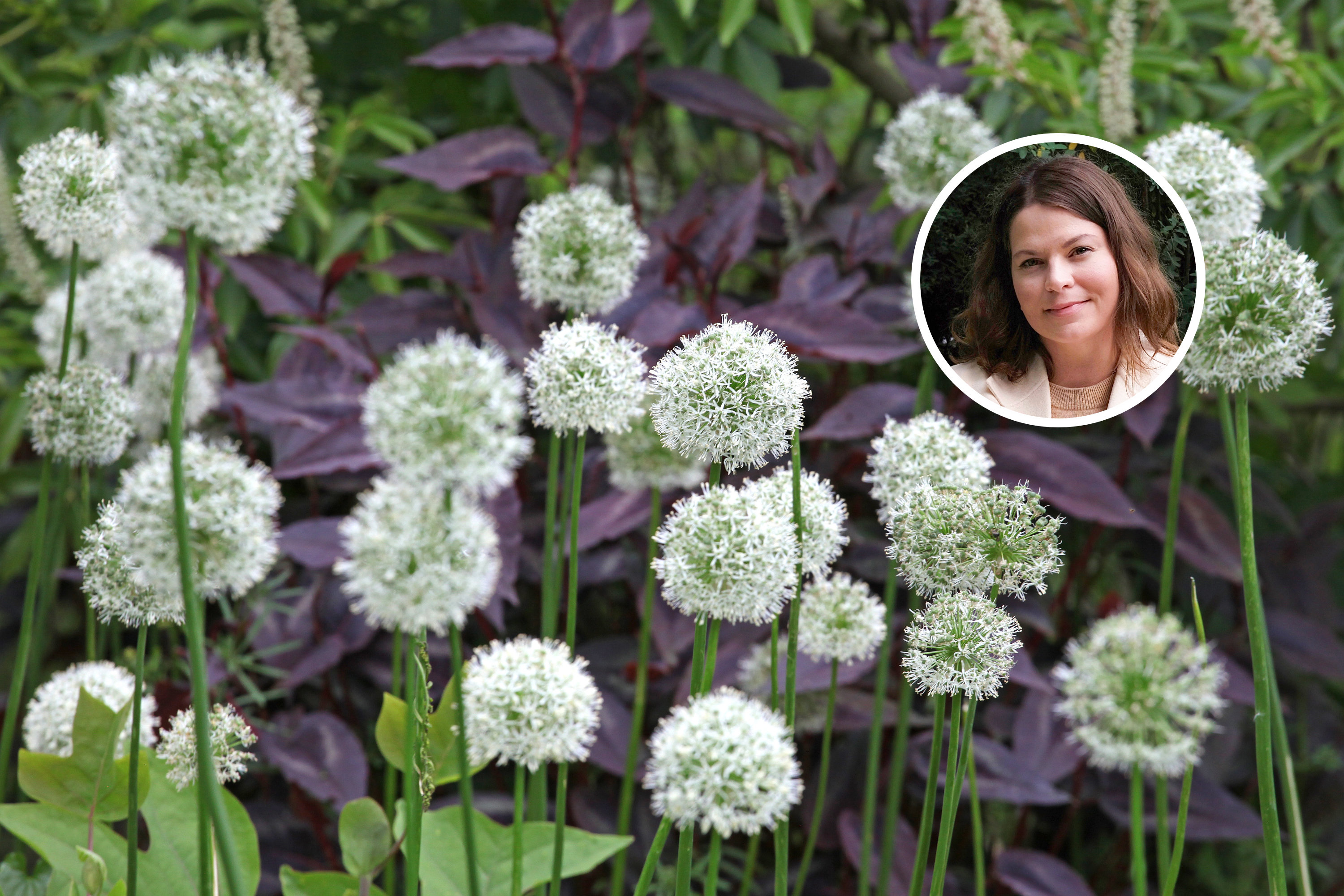 Using alliums in the garden | Kotona Living
