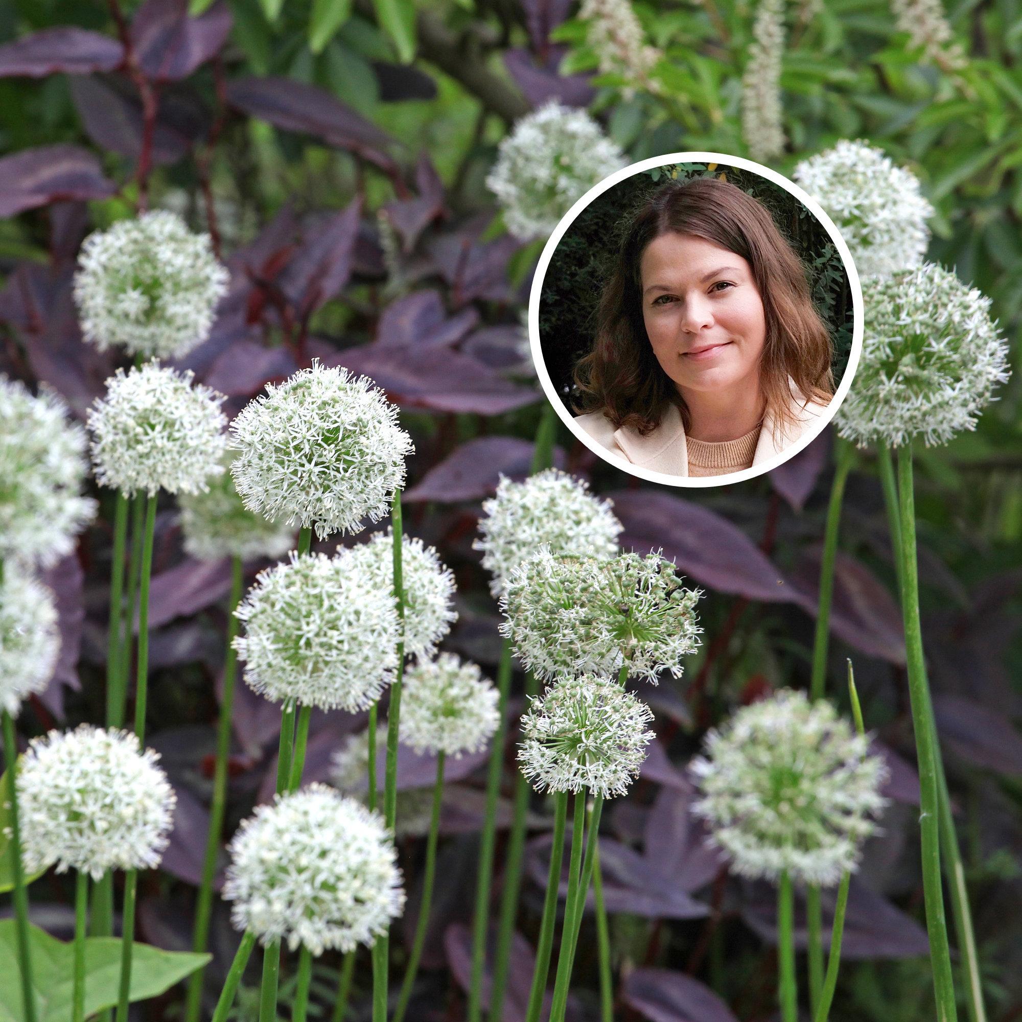 “Easy, perennial, and bloom for a long time”: a landscape designer’s guide to alliums
