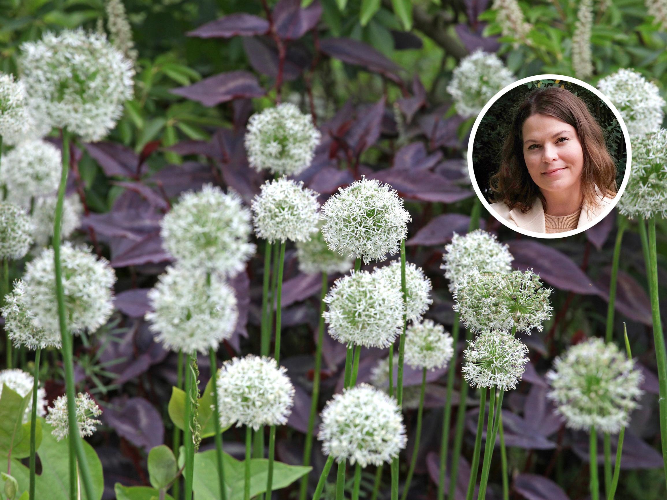 “Easy, perennial, and bloom for a long time”: a landscape designer’s guide to alliums