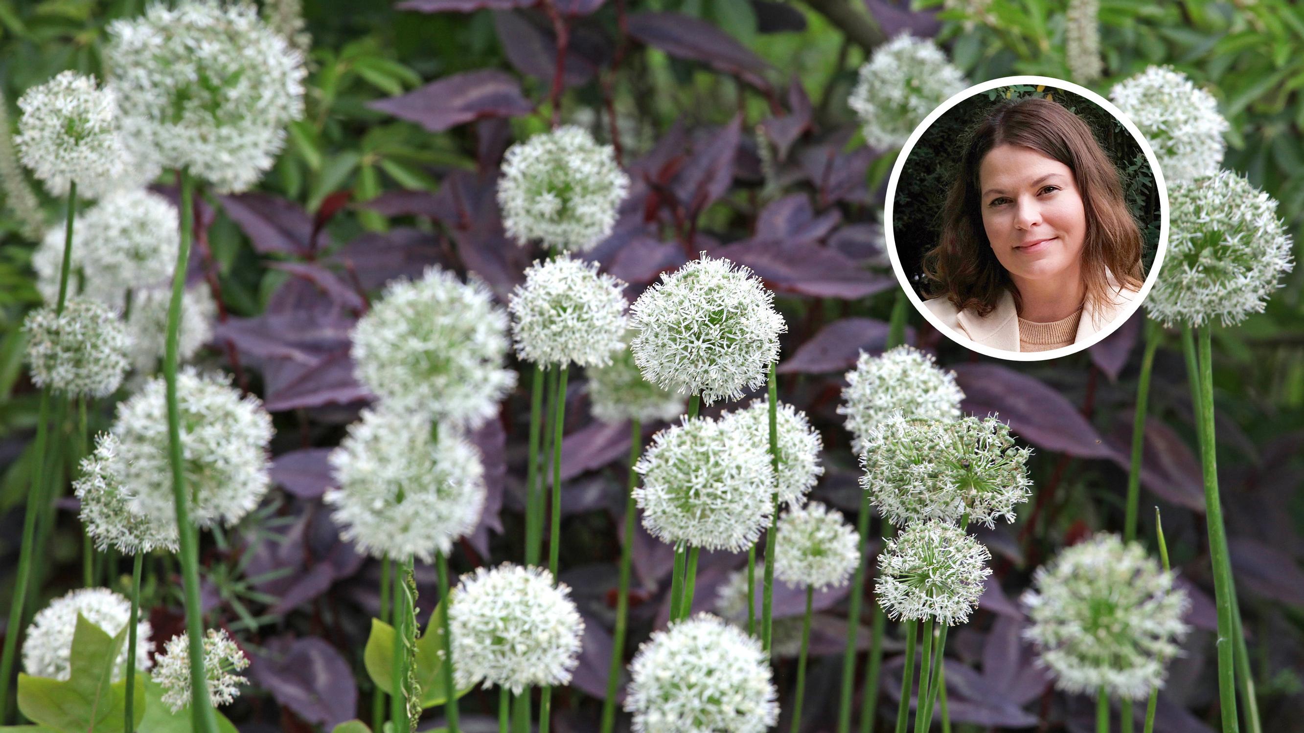 “Easy, perennial, and bloom for a long time”: a landscape designer’s guide to alliums