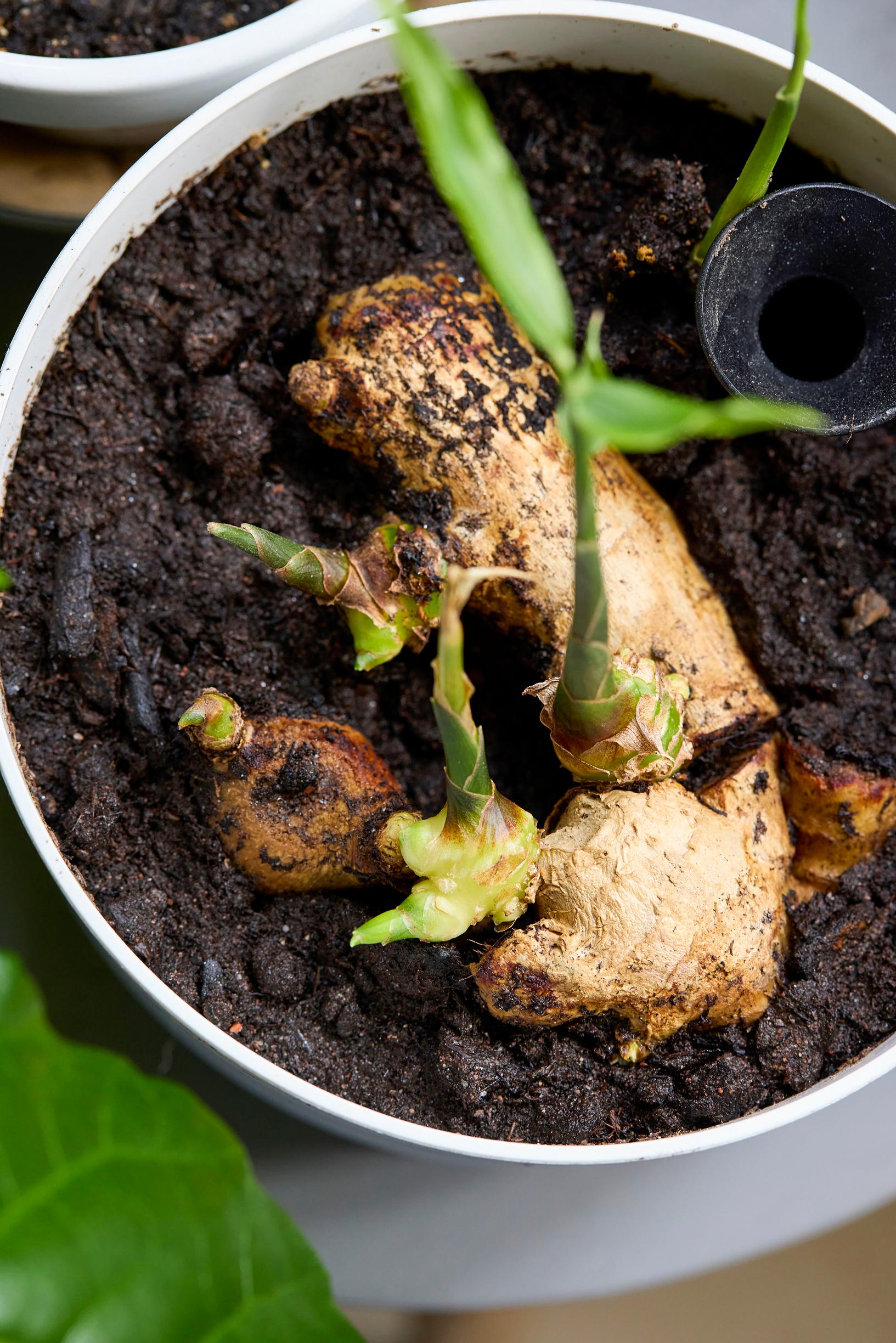 Growing ginger indoors
